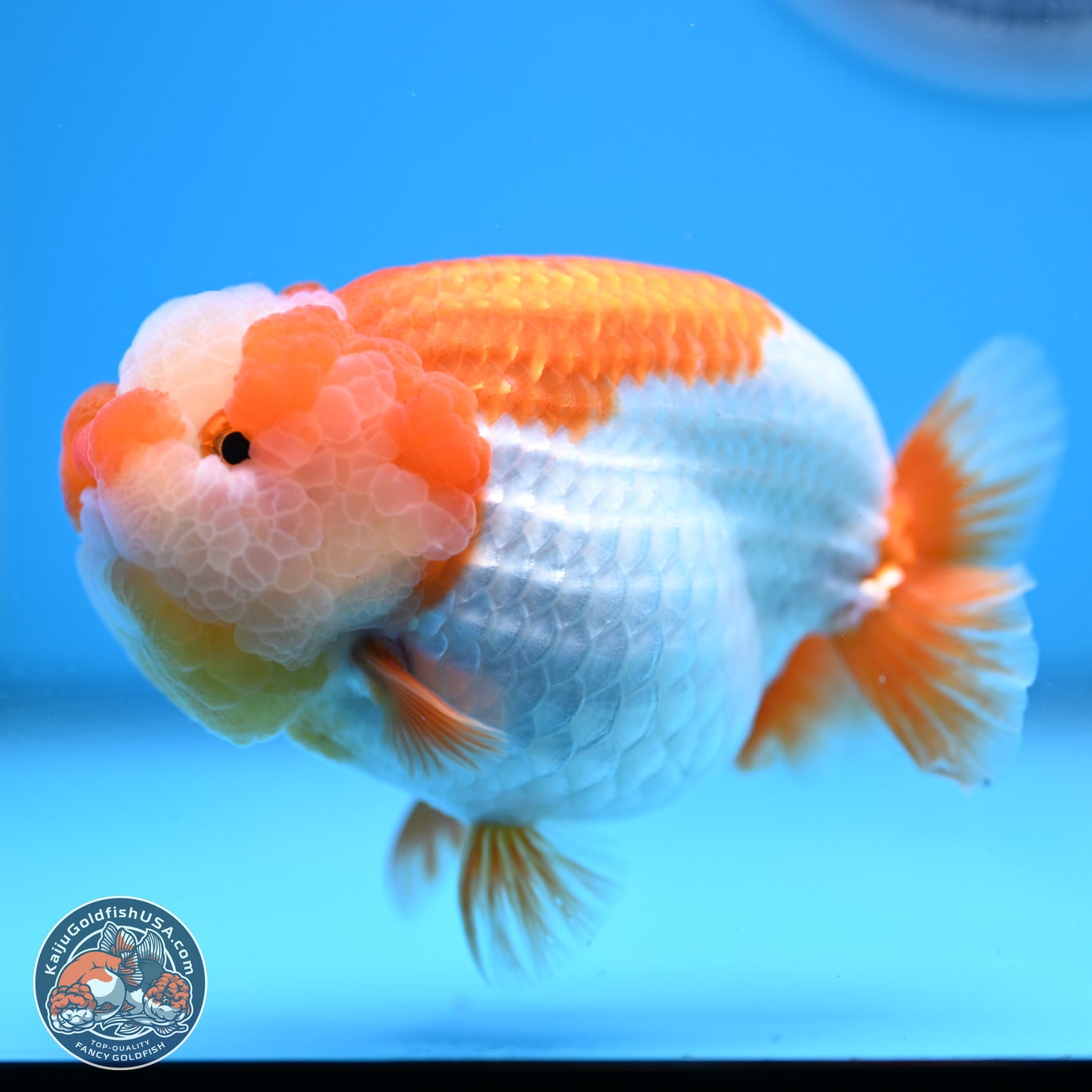 Jade Top Red White Lionchu 4in Body (240823_RC01) - Kaiju Goldfish USA