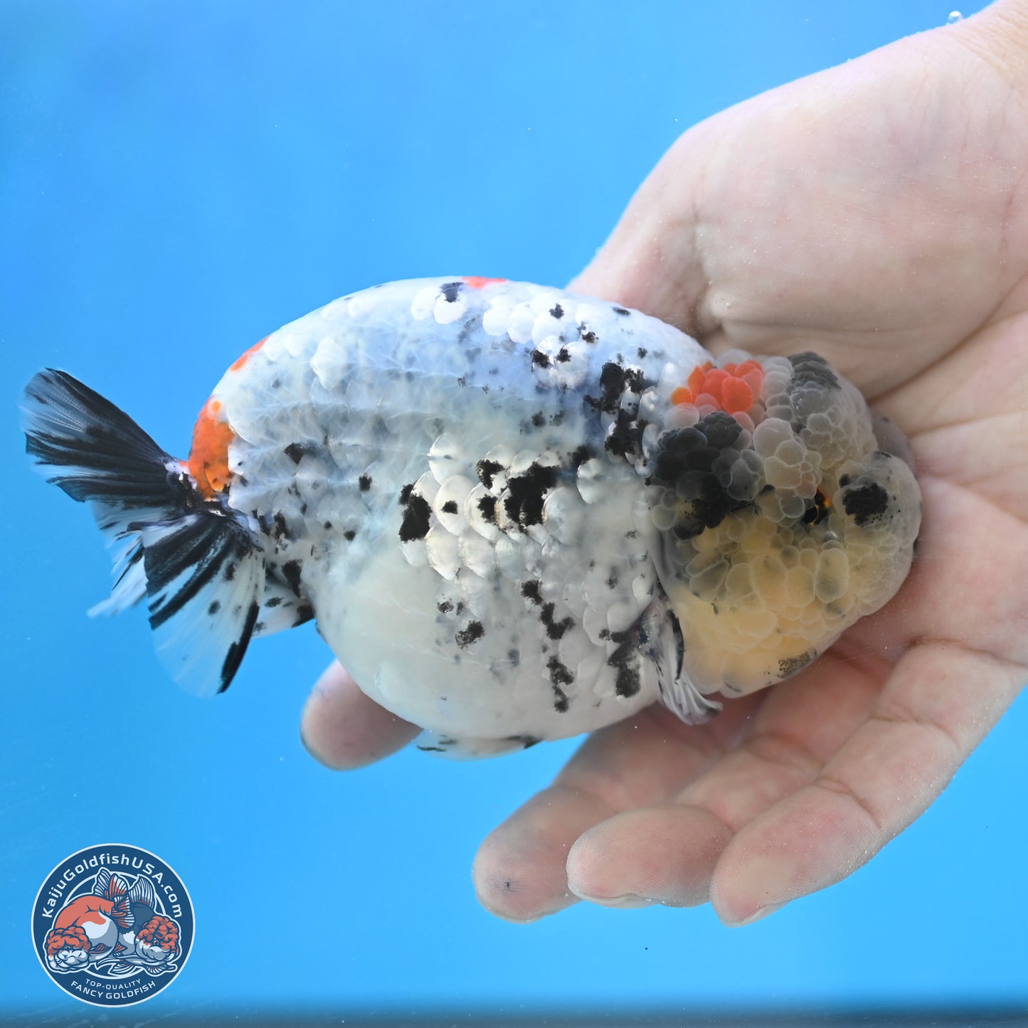 Blue Based Calico Ranchu 4 inches Body - Female (250131_RC01)