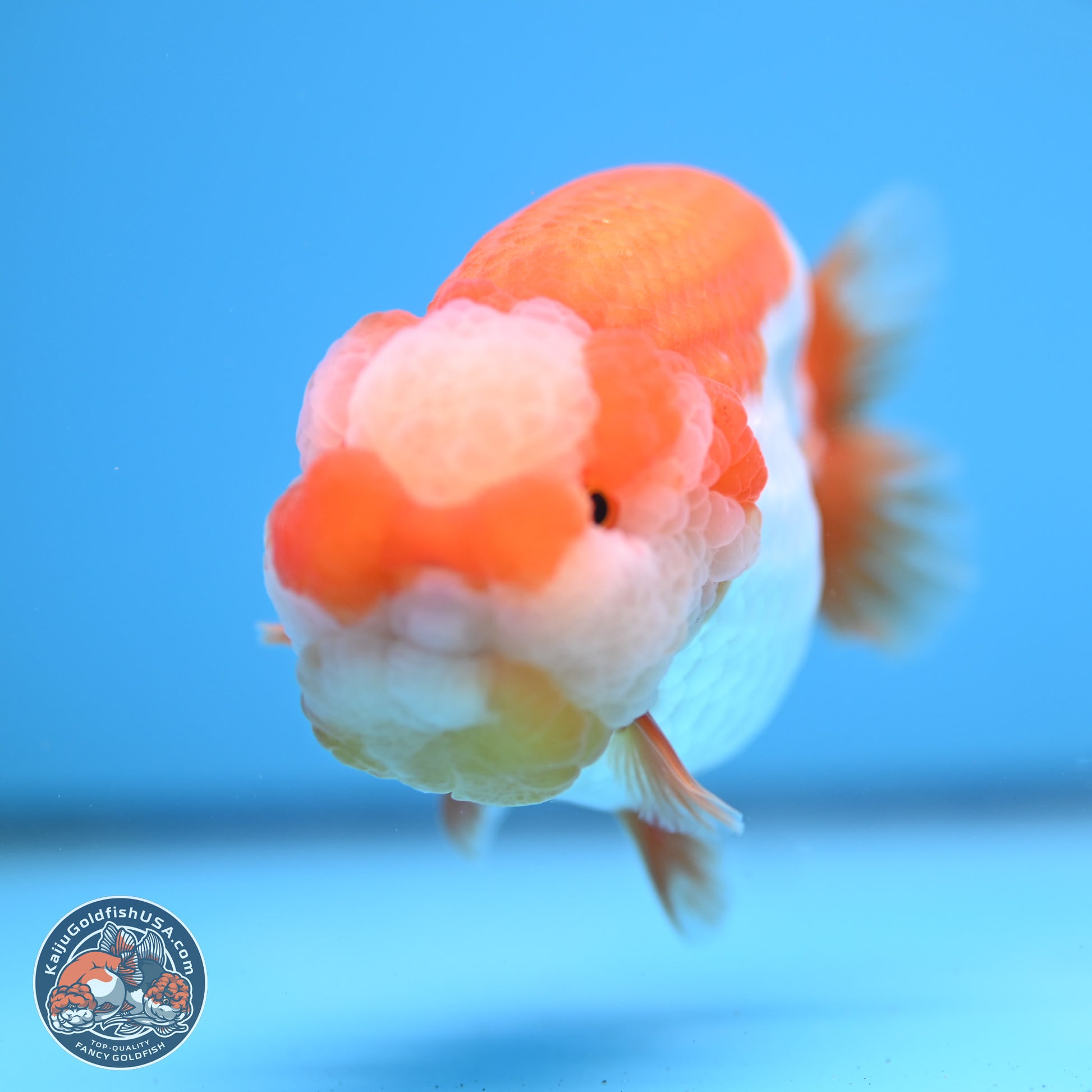 Jade Top Red White Lionchu 4in Body (240823_RC01) - Kaiju Goldfish USA