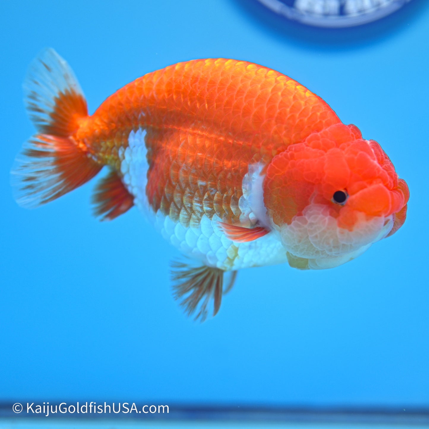 Red White Buffalo Ranchu 4.5in body (240524_RC01) - Kaiju Goldfish USA