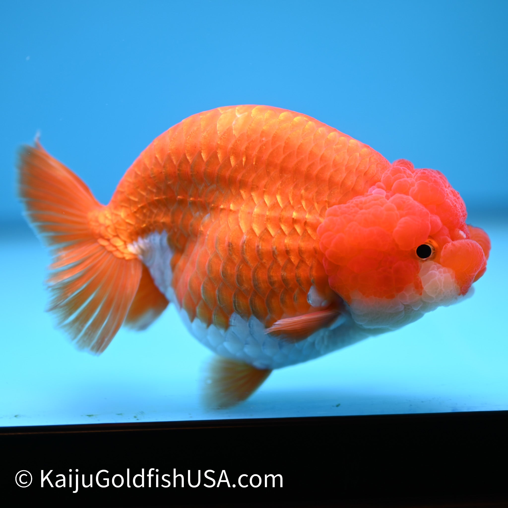 Red White Lionchu Goldfish For Sale | Kaiju Goldfish USA