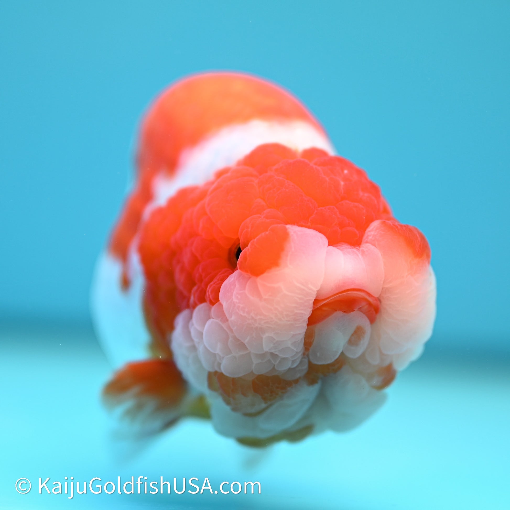 Red White Lionchu 4.5in body (240607_RC01) - Kaiju Goldfish USA