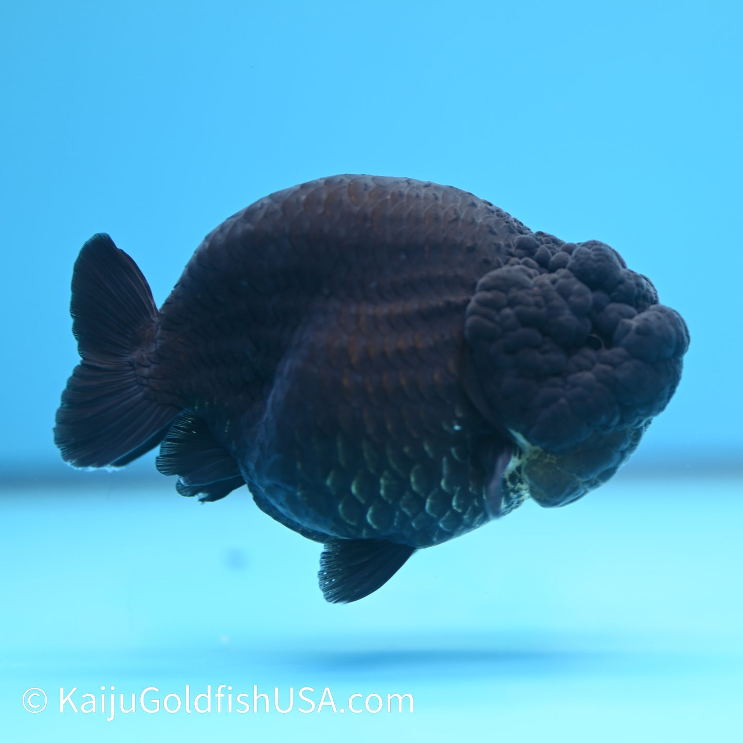 Jet Black Ranchu 4 inches(240510_RC01) - Kaiju Goldfish USA