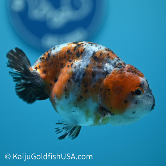 Calico Ranchu 4-4.5 inches (240329_RC01) - Kaiju Goldfish USA