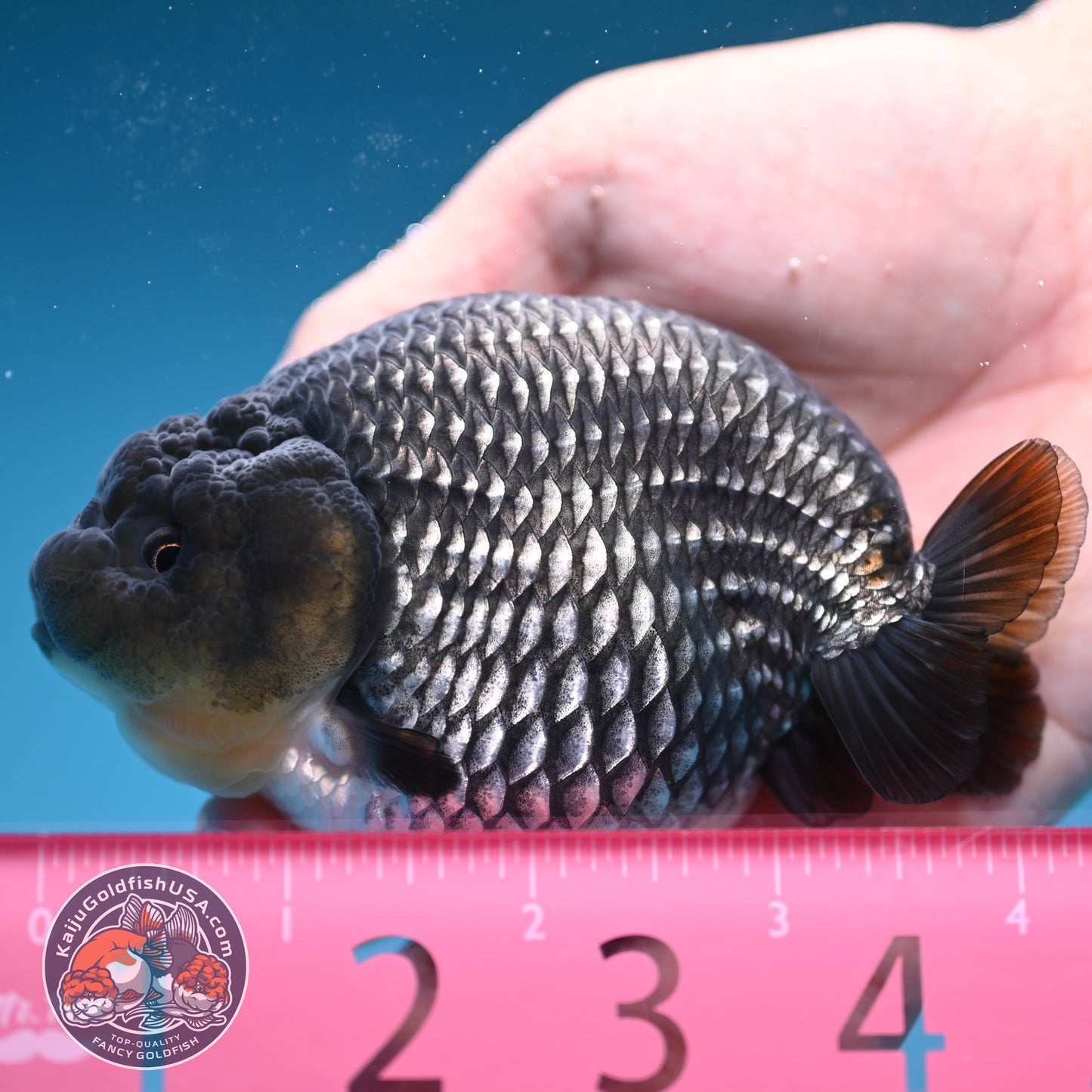 AAA Grade - Full Platinum/Sapphire Ranchu 3.75 inch Body (250822_RC01)
