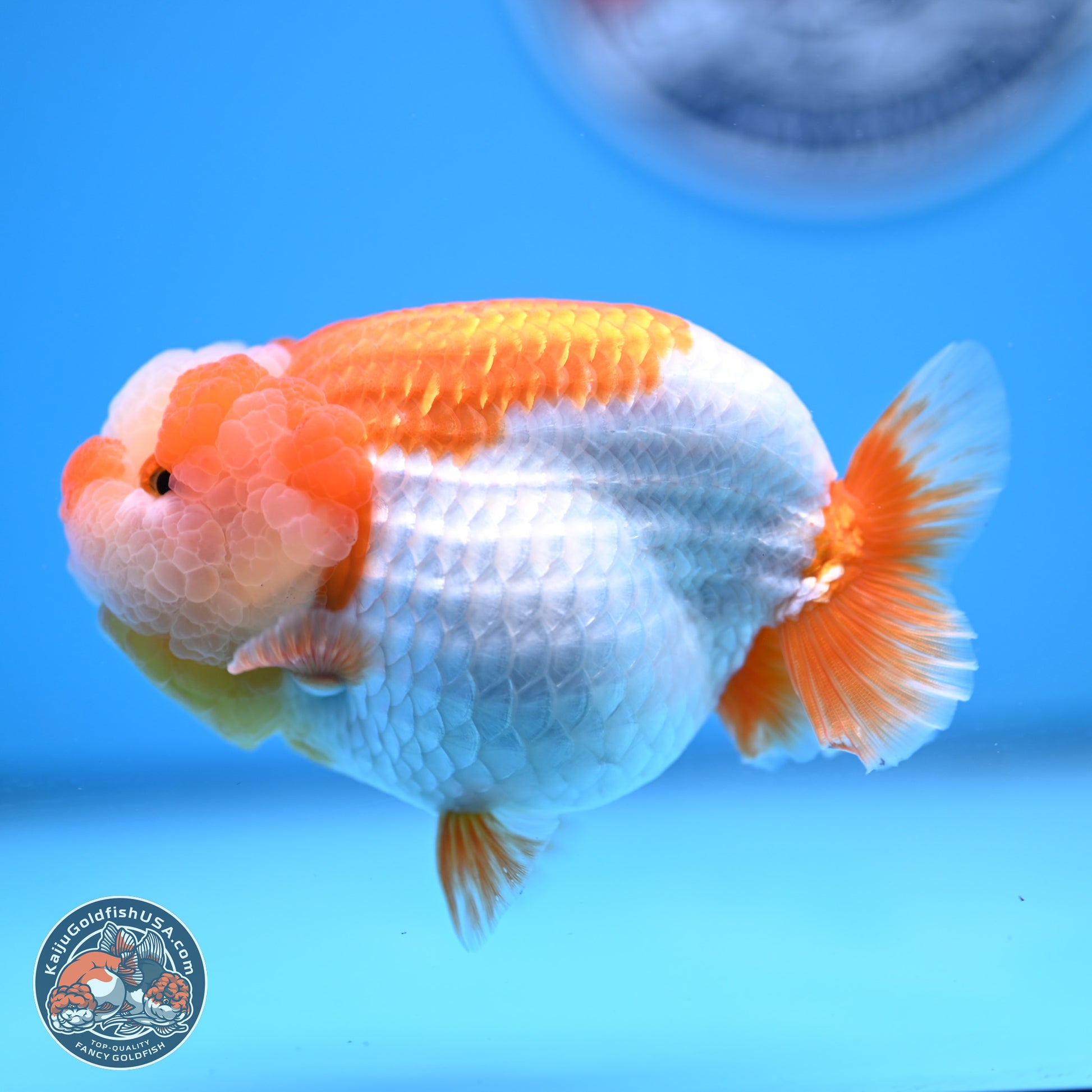 Jade Top Red White Lionchu 4in Body (240823_RC01) - Kaiju Goldfish USA