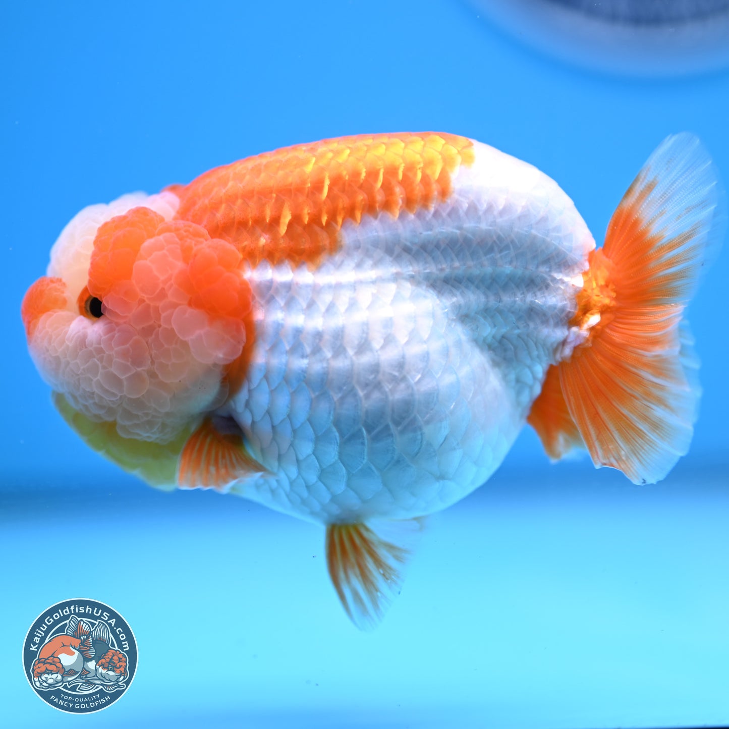 Jade Top Red White Lionchu 4in Body (240823_RC01) - Kaiju Goldfish USA