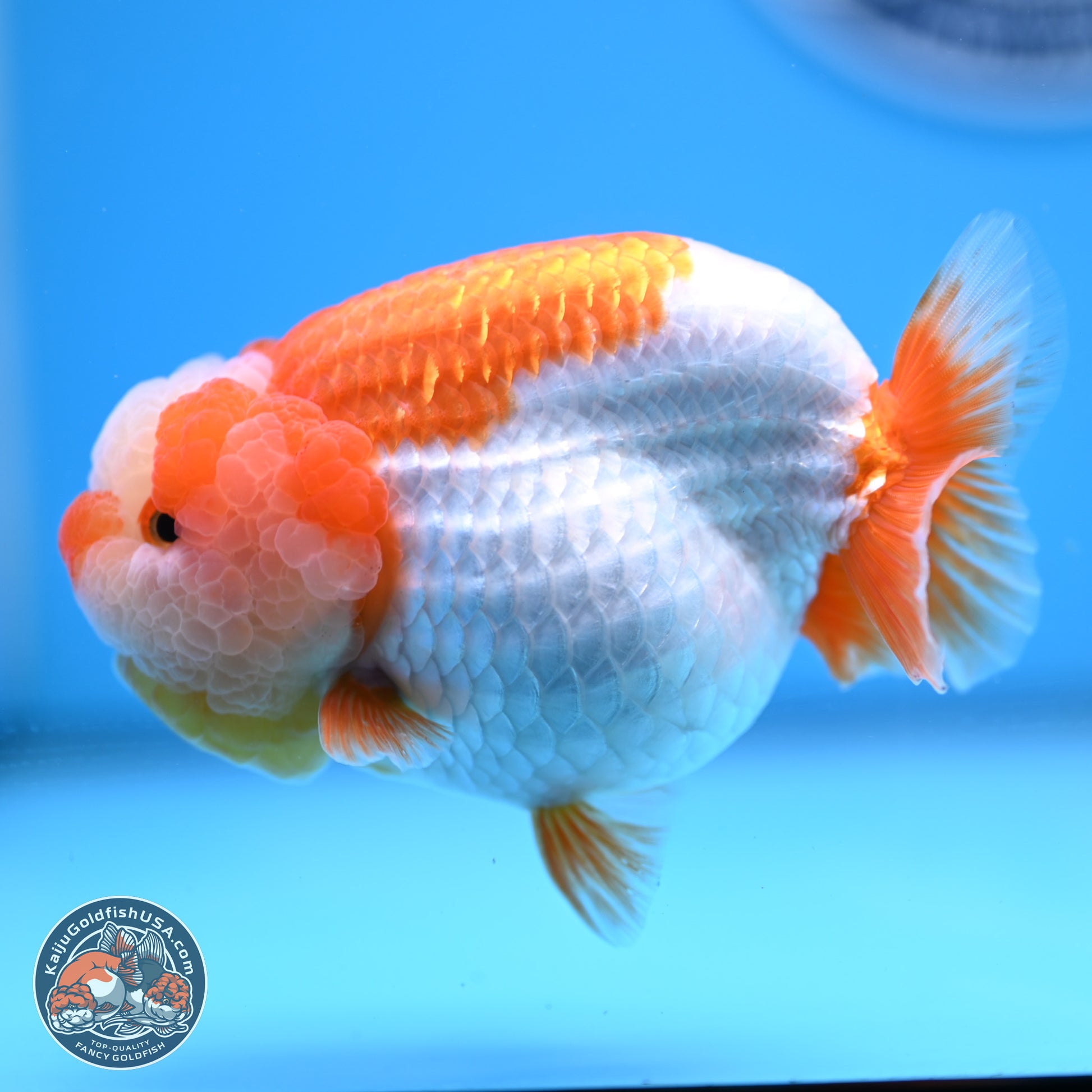 Jade Top Red White Lionchu 4in Body (240823_RC01) - Kaiju Goldfish USA