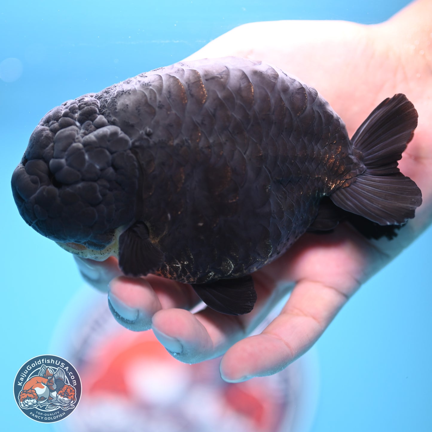 Dragon Scale Black Ranchu 4.5 inches Body - Female (241227_RC01) - Kaiju Goldfish USA