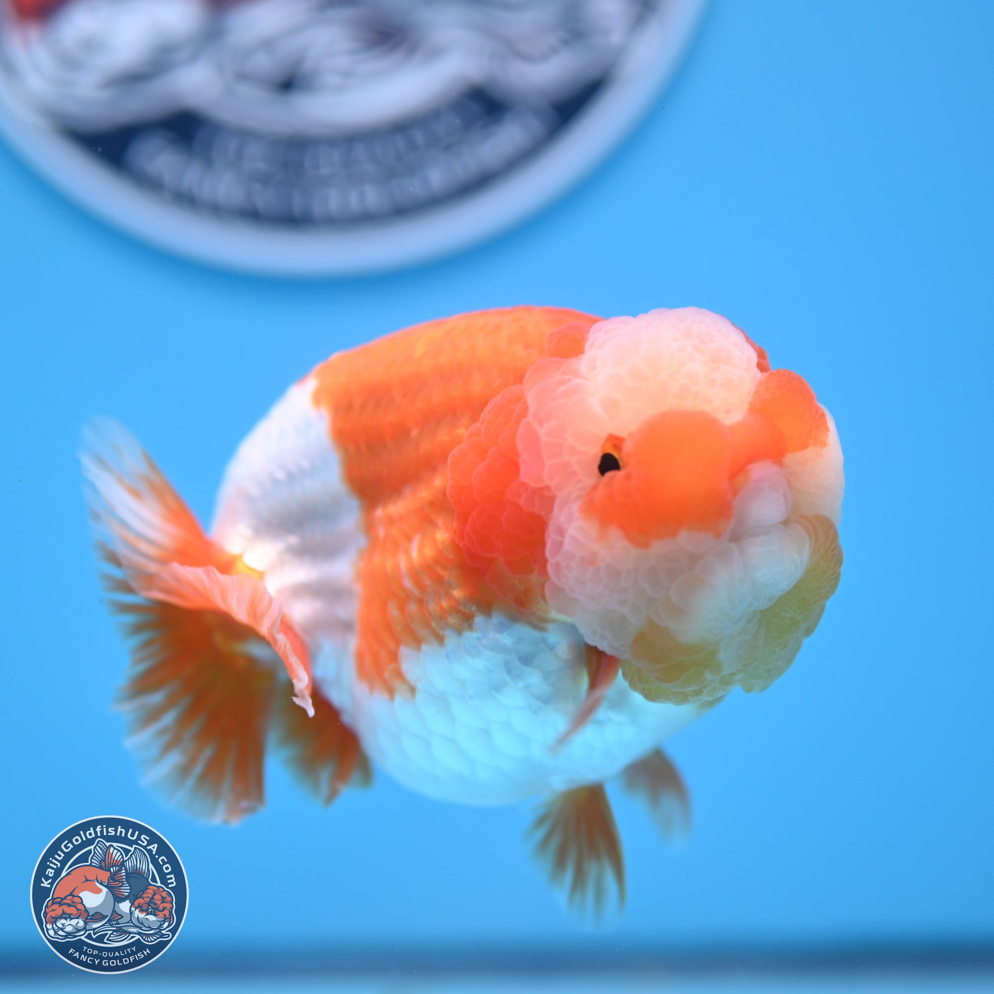 Jade Top Red White Lionchu 4in Body (240823_RC01) - Kaiju Goldfish USA