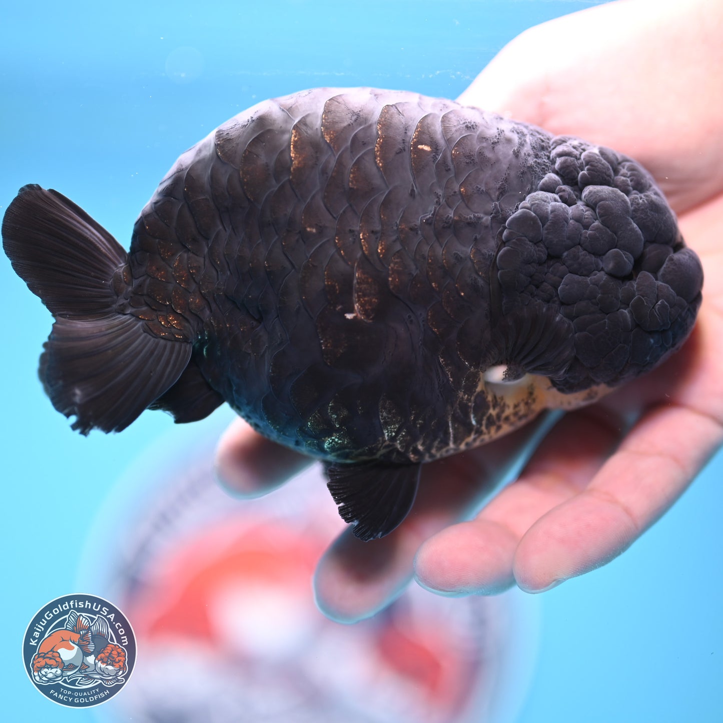 Dragon Scale Black Ranchu 4.5 inches Body - Female (241227_RC01) - Kaiju Goldfish USA