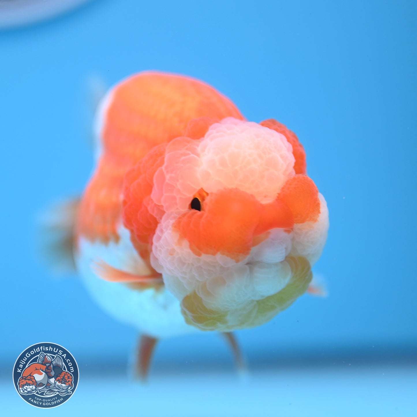 Jade Top Red White Lionchu 4in Body (240823_RC01) - Kaiju Goldfish USA