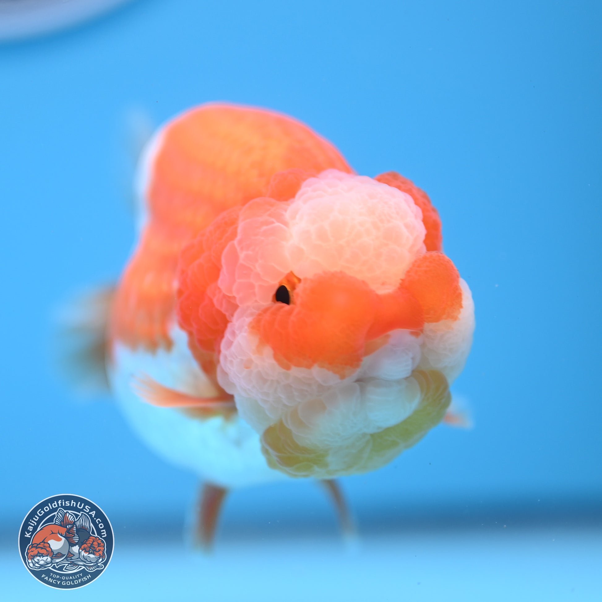 Jade Top Red White Lionchu 4in Body (240823_RC01) - Kaiju Goldfish USA