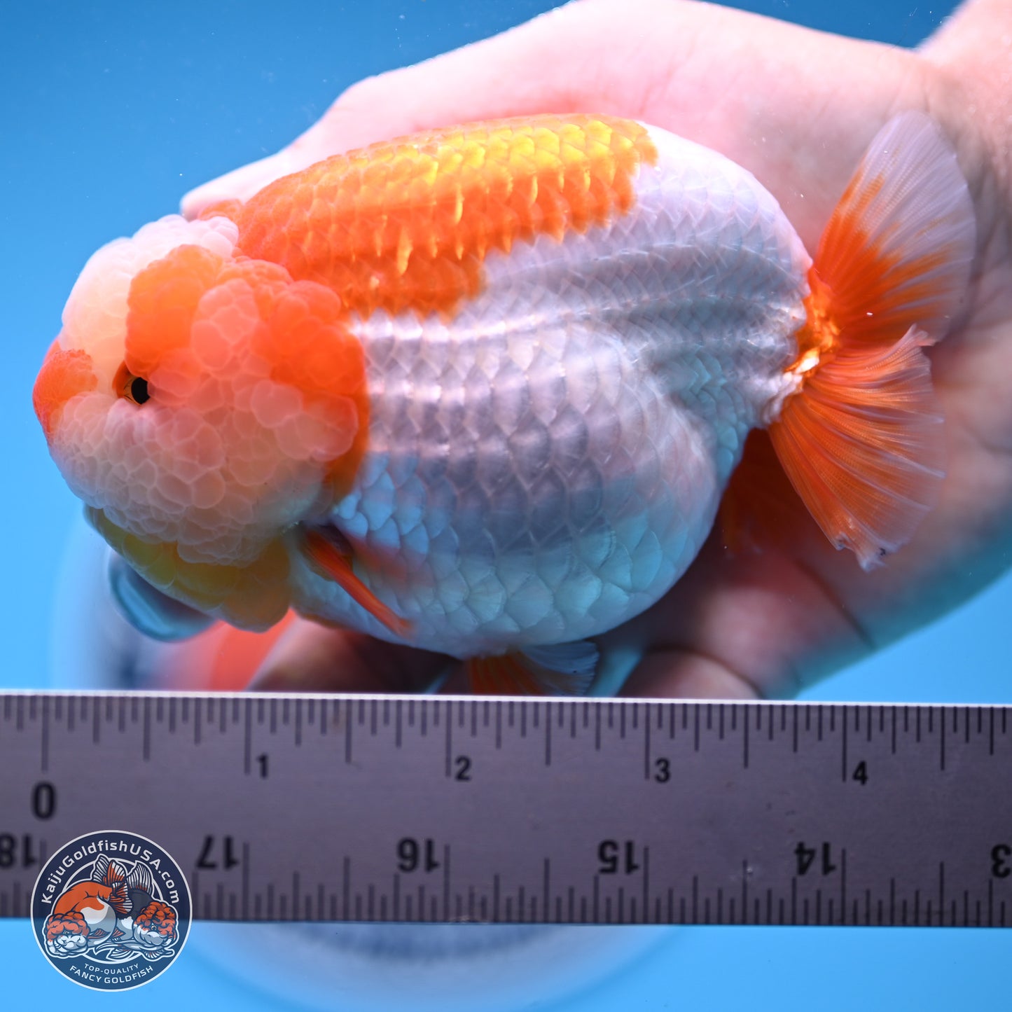 Jade Top Red White Lionchu 4in Body (240823_RC01) - Kaiju Goldfish USA