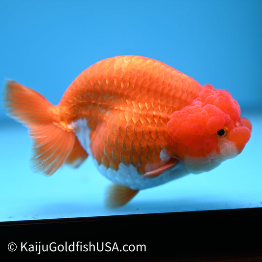 Red White Lionchu 5.5 inches(240426_RC01) - Kaiju Goldfish USA