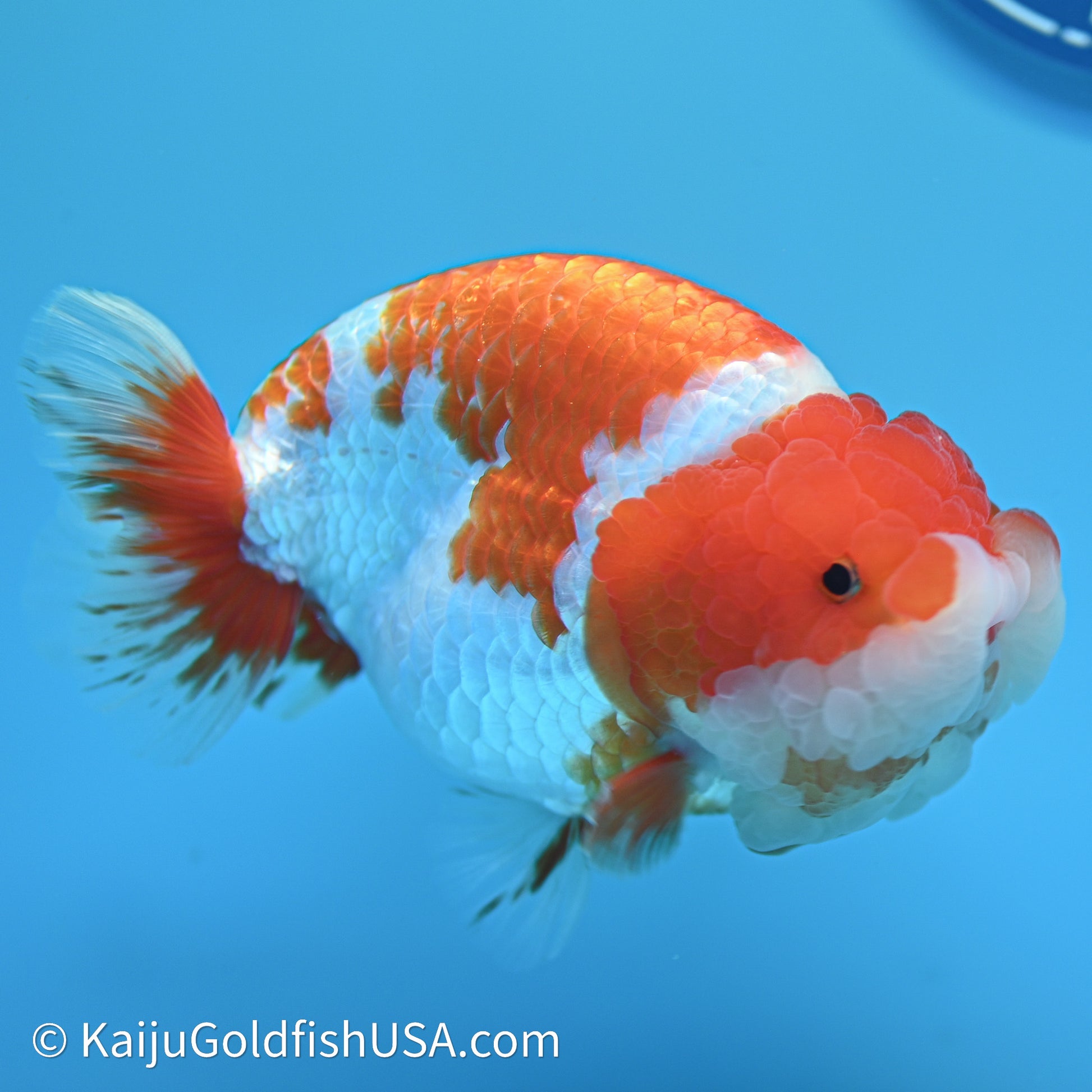 Red White Lionchu 4.5in body (240607_RC01) - Kaiju Goldfish USA