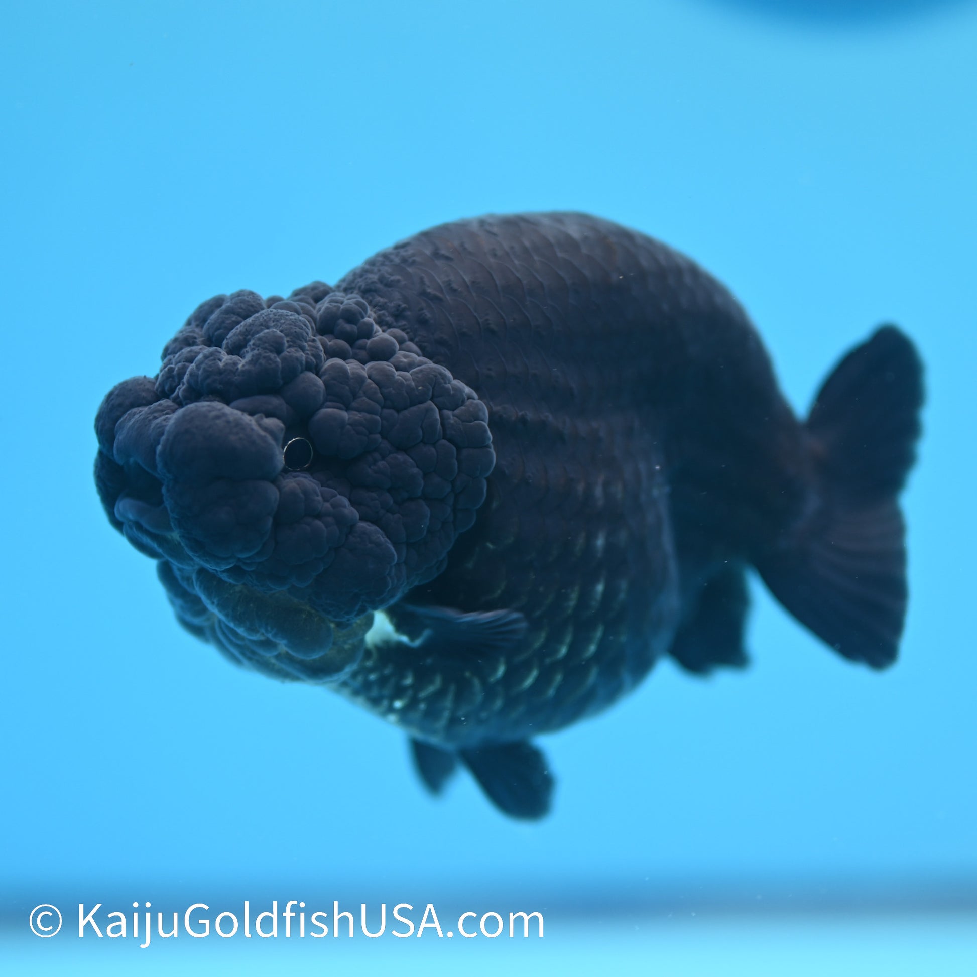 Jet Black Ranchu 4 inches(240510_RC01) - Kaiju Goldfish USA