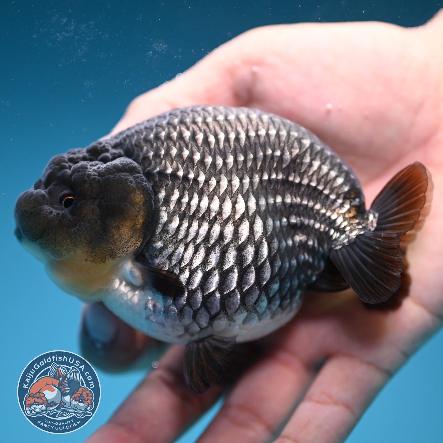 AAA Grade - Full Platinum/Sapphire Ranchu 3.75 inch Body (250822_RC01)