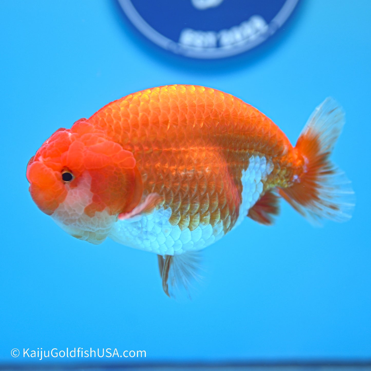 Red White Buffalo Ranchu 4.5in body (240524_RC01) - Kaiju Goldfish USA