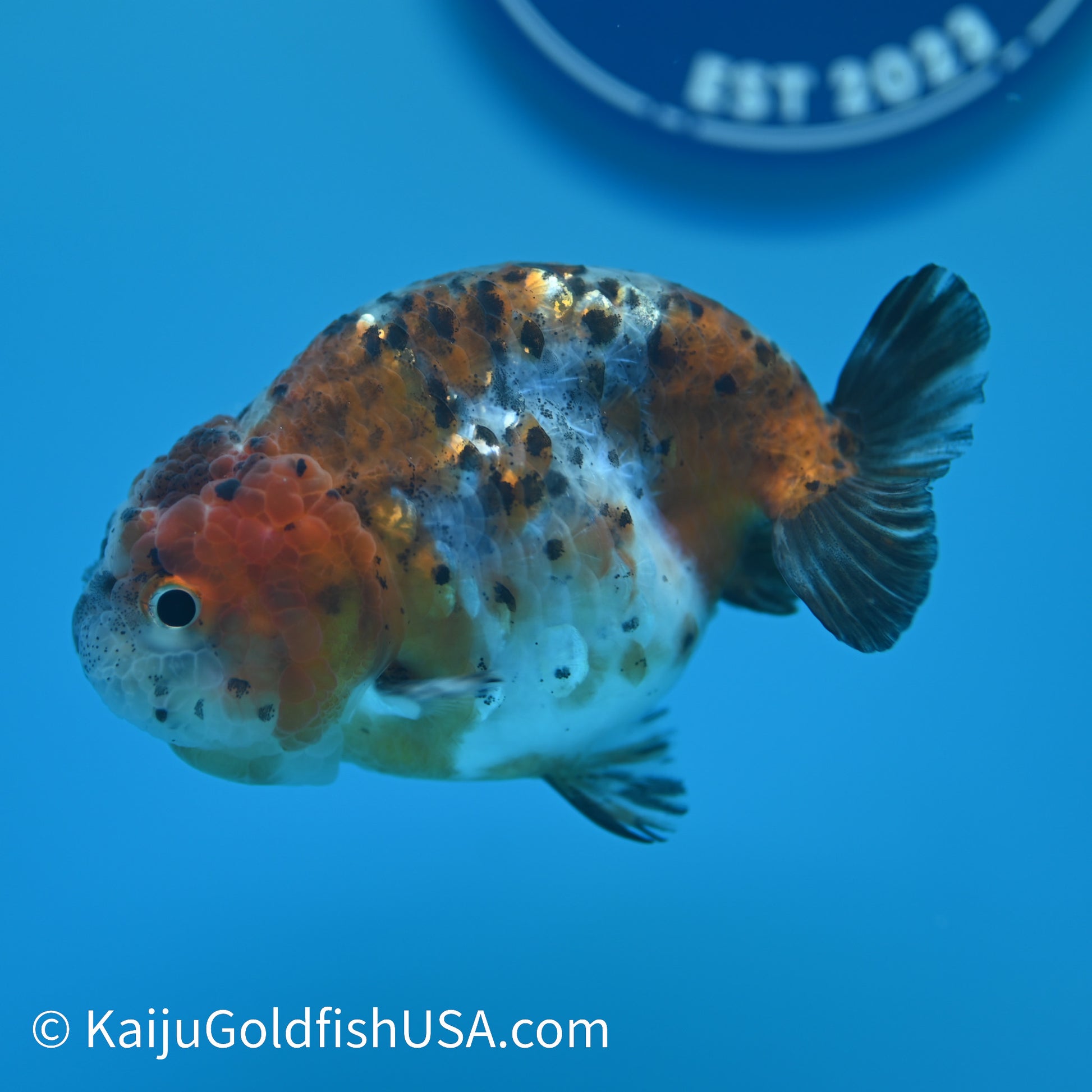 Calico Ranchu 4-4.5 inches (240329_RC01) - Kaiju Goldfish USA