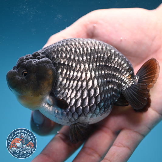 AAA Grade - Full Platinum/Sapphire Ranchu 3.75 inch Body (250822_RC01)