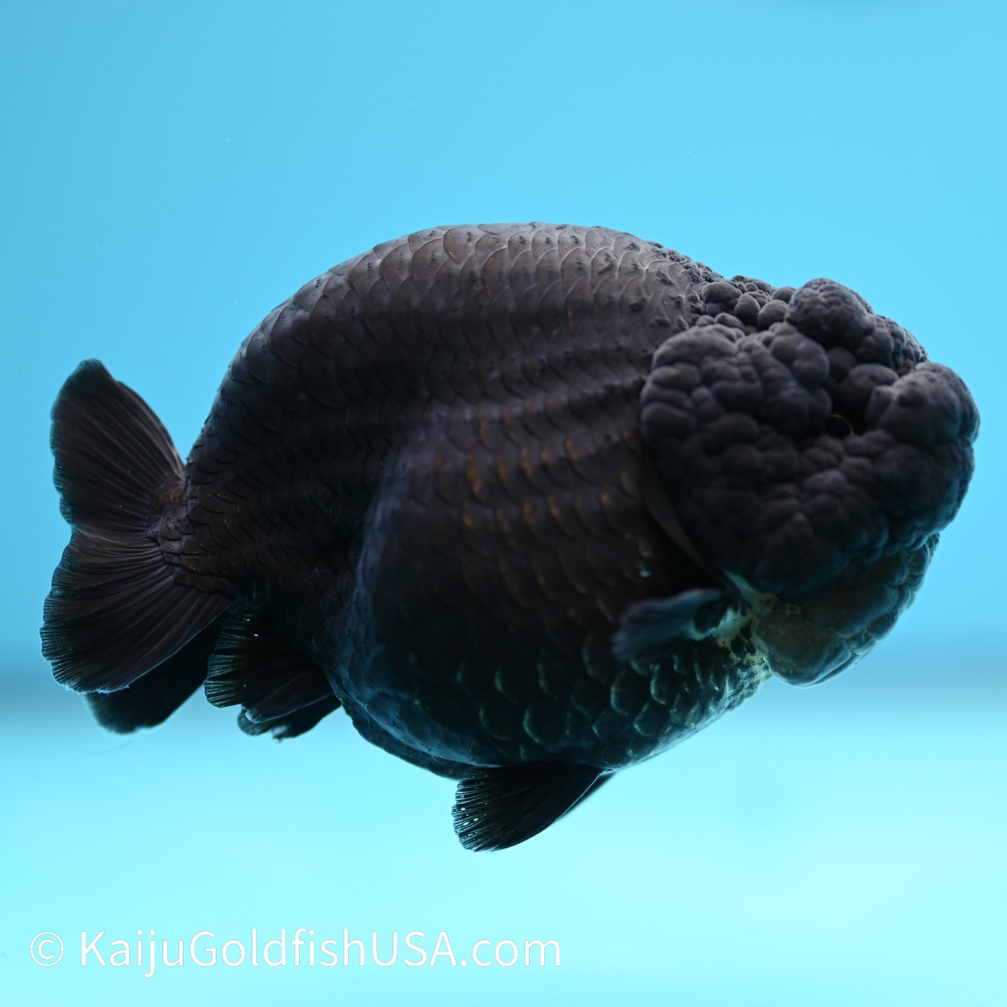 Jet Black Ranchu 4 inches(240510_RC01) - Kaiju Goldfish USA