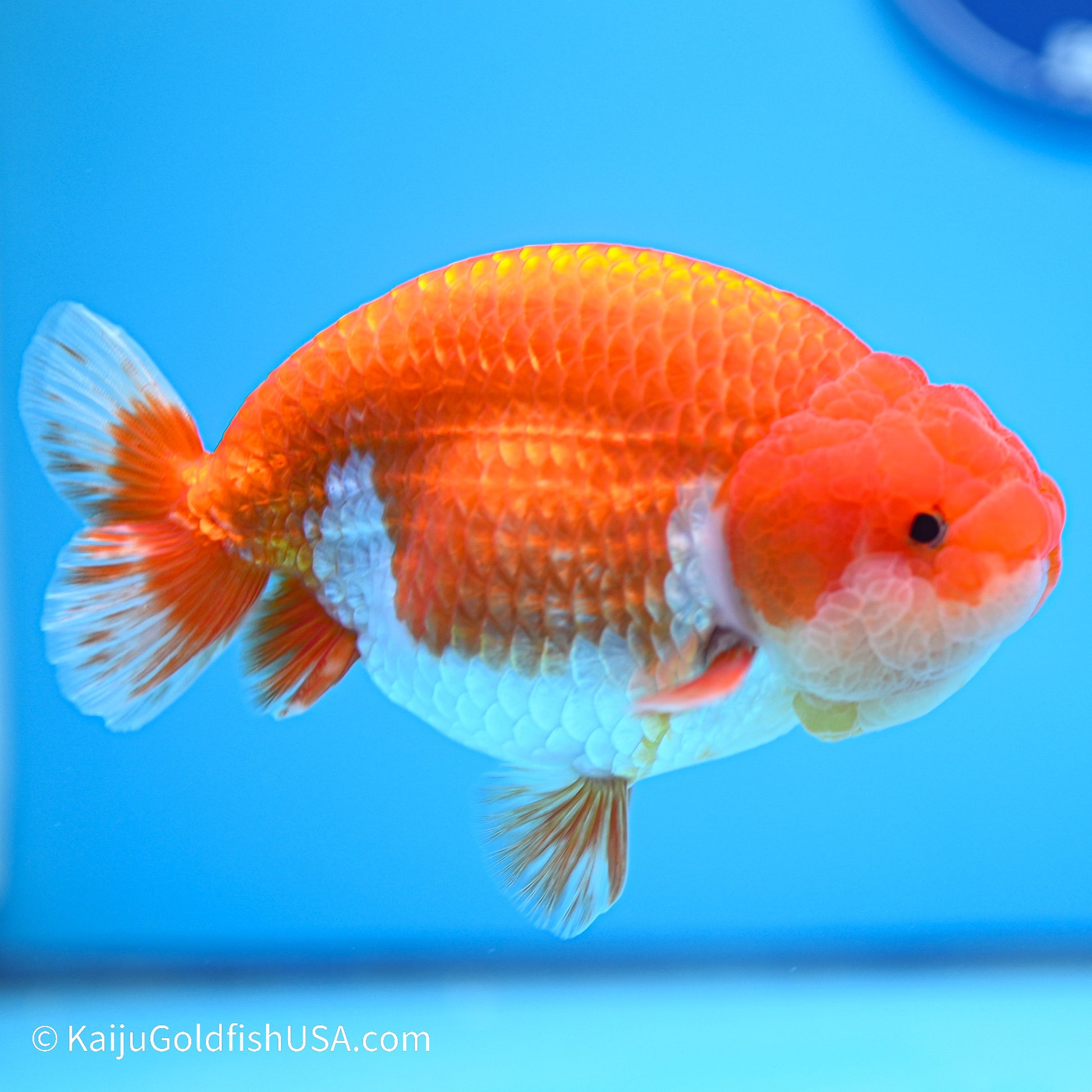 Red White Buffalo Ranchu 4.5in body (240524_RC01) - Kaiju Goldfish USA