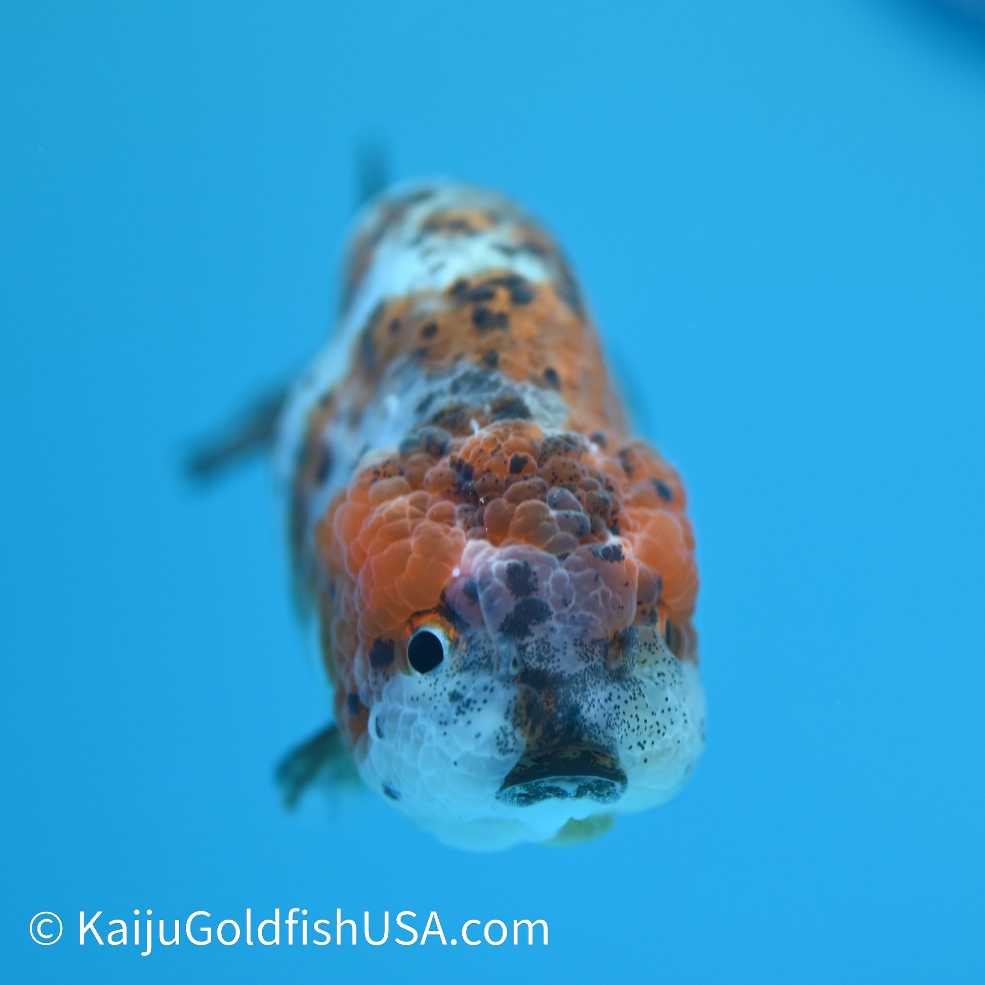 Calico Ranchu 4-4.5 inches (240329_RC01) - Kaiju Goldfish USA