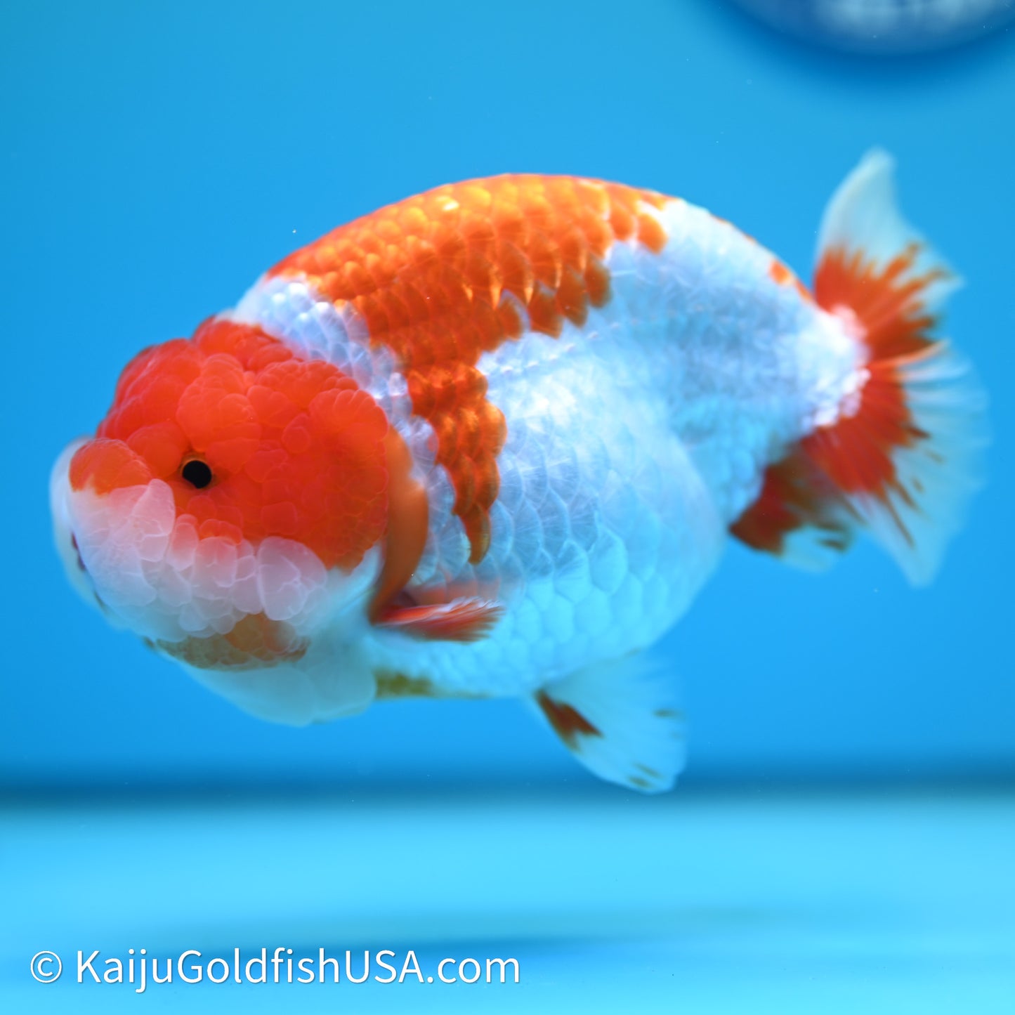 Red White Lionchu 4.5in body (240607_RC01) - Kaiju Goldfish USA