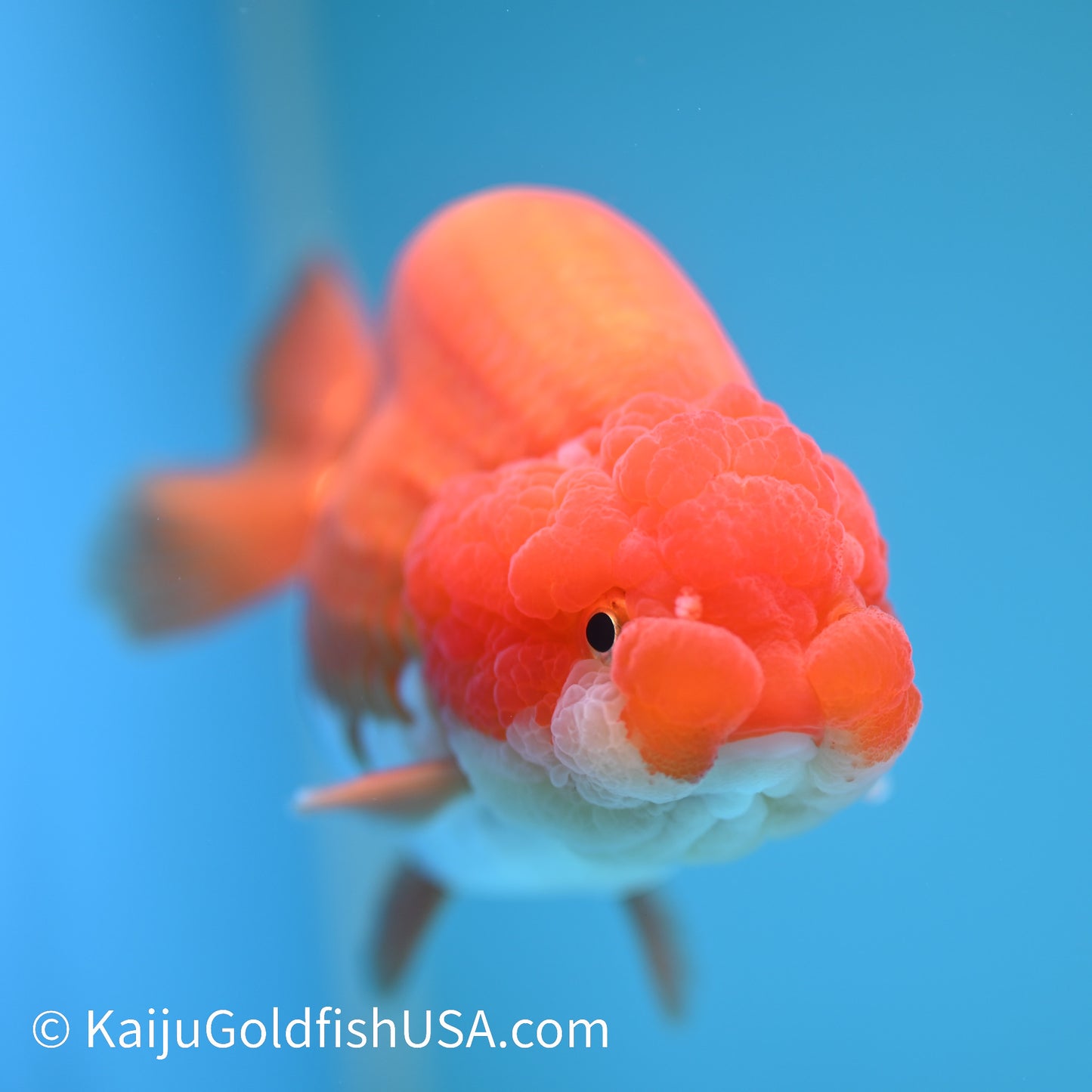 Red White Lionchu 5.5 inches(240426_RC01) - Kaiju Goldfish USA