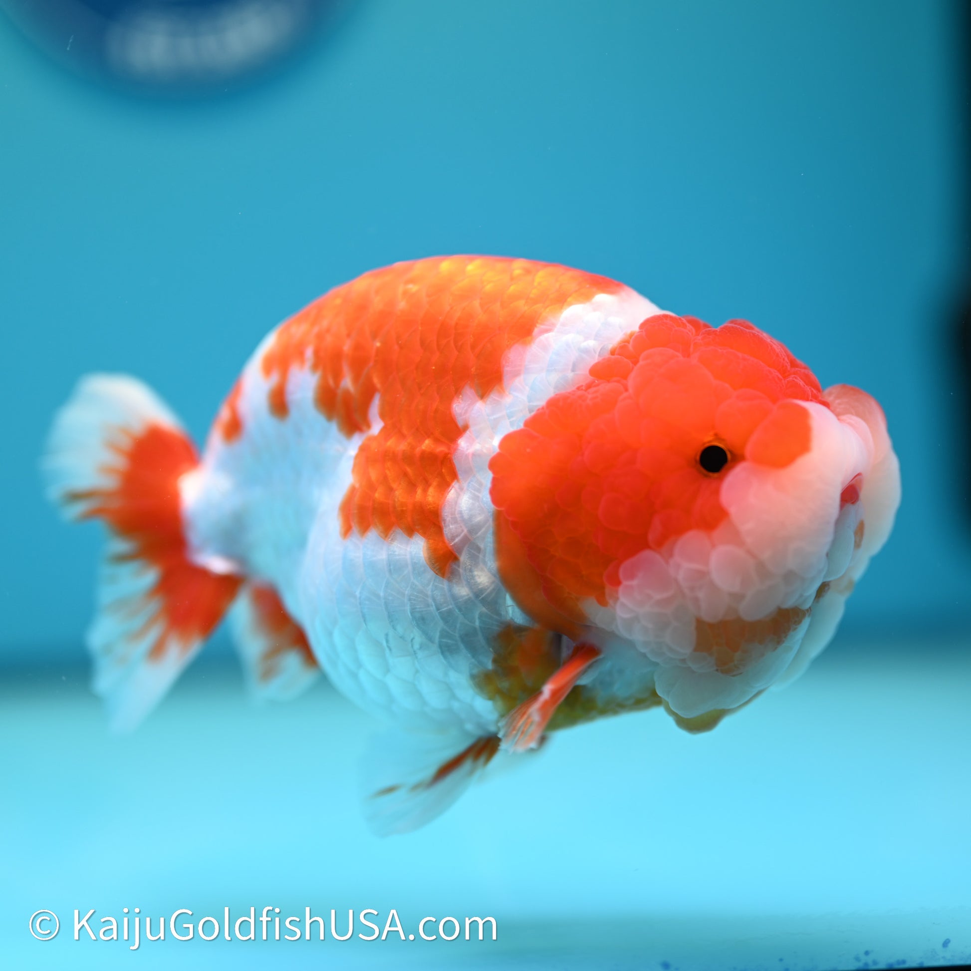 Red White Lionchu 4.5in body (240607_RC01) - Kaiju Goldfish USA