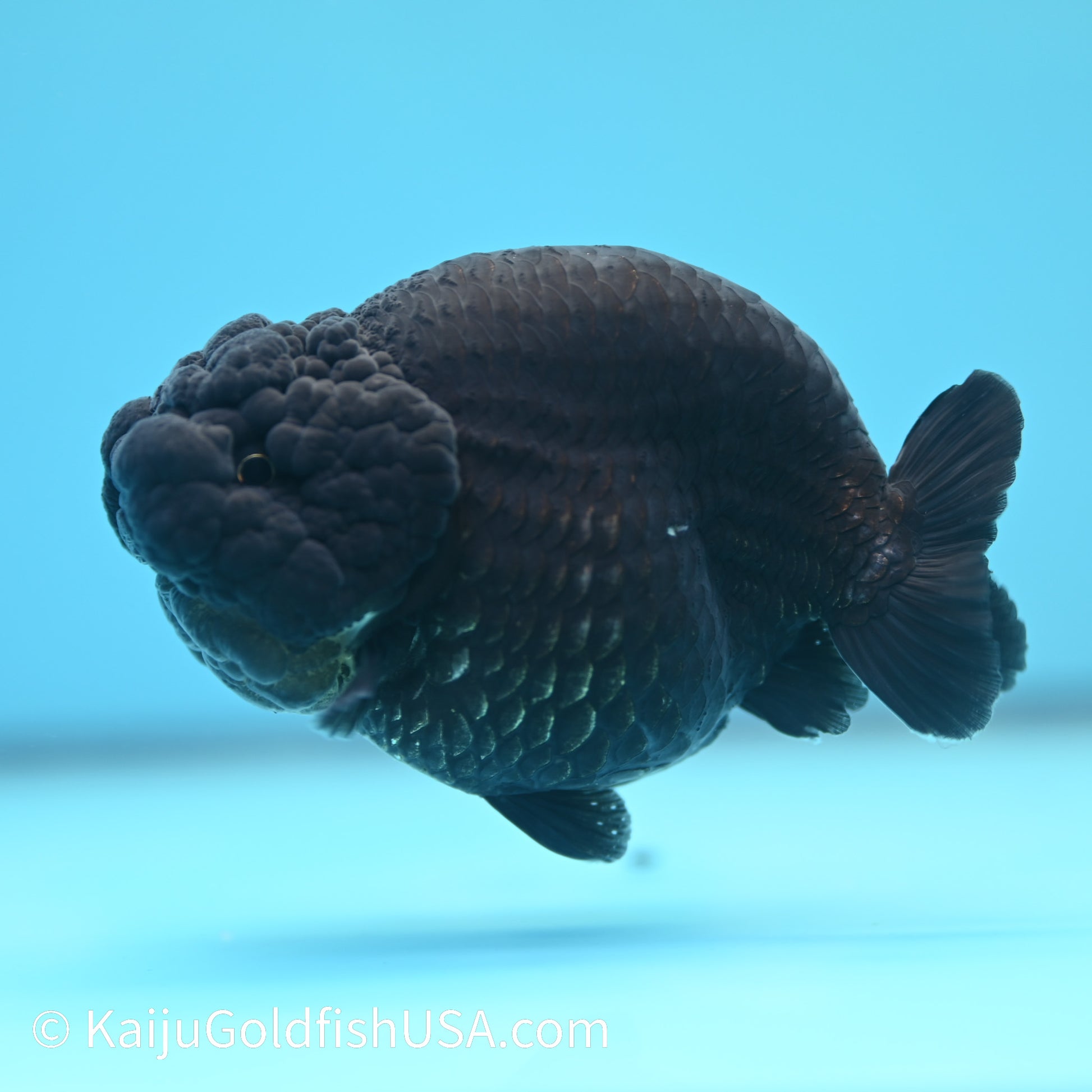 Jet Black Ranchu 4 inches(240510_RC01) - Kaiju Goldfish USA