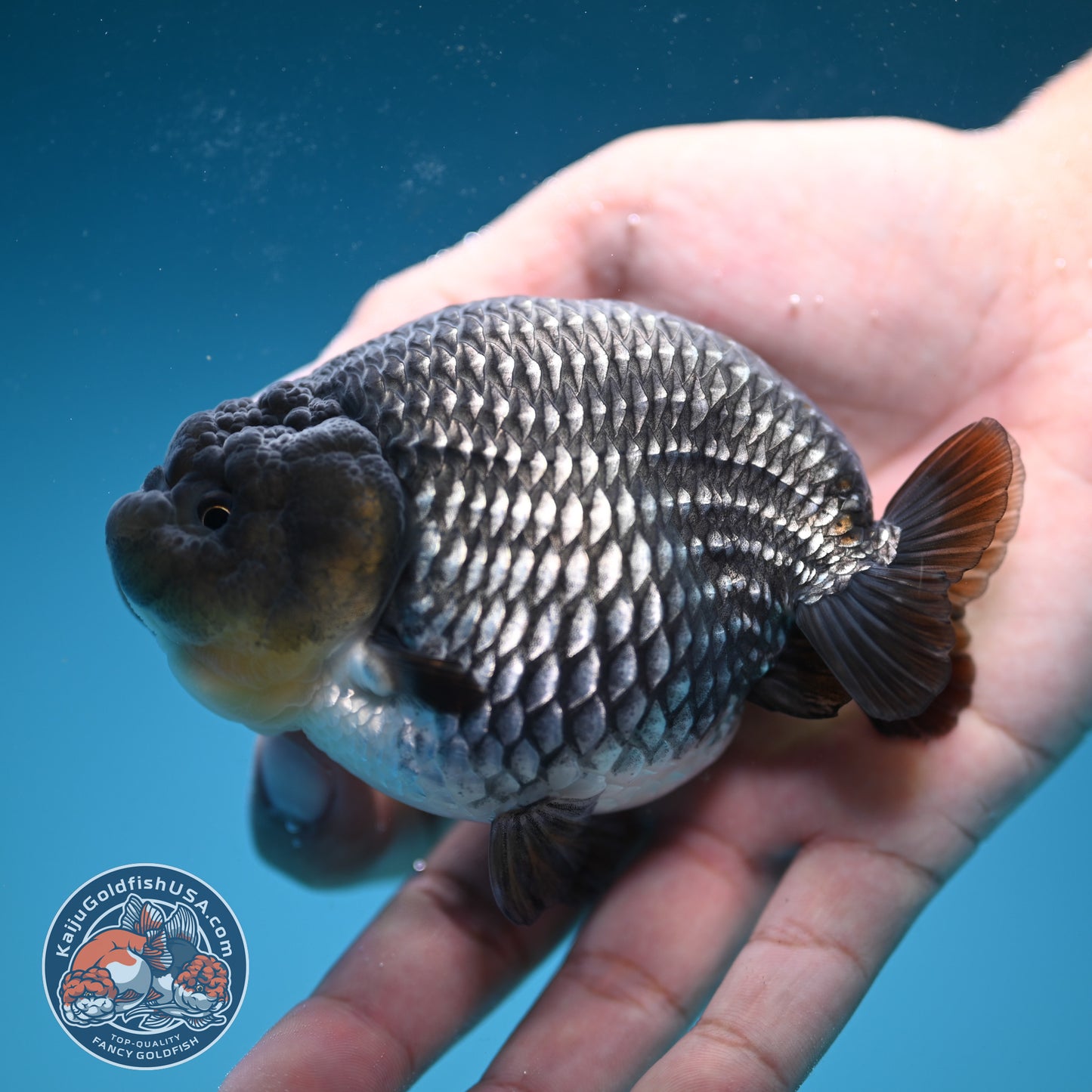 AAA Grade - Full Platinum/Sapphire Ranchu 3.75 inch Body (250822_RC01)