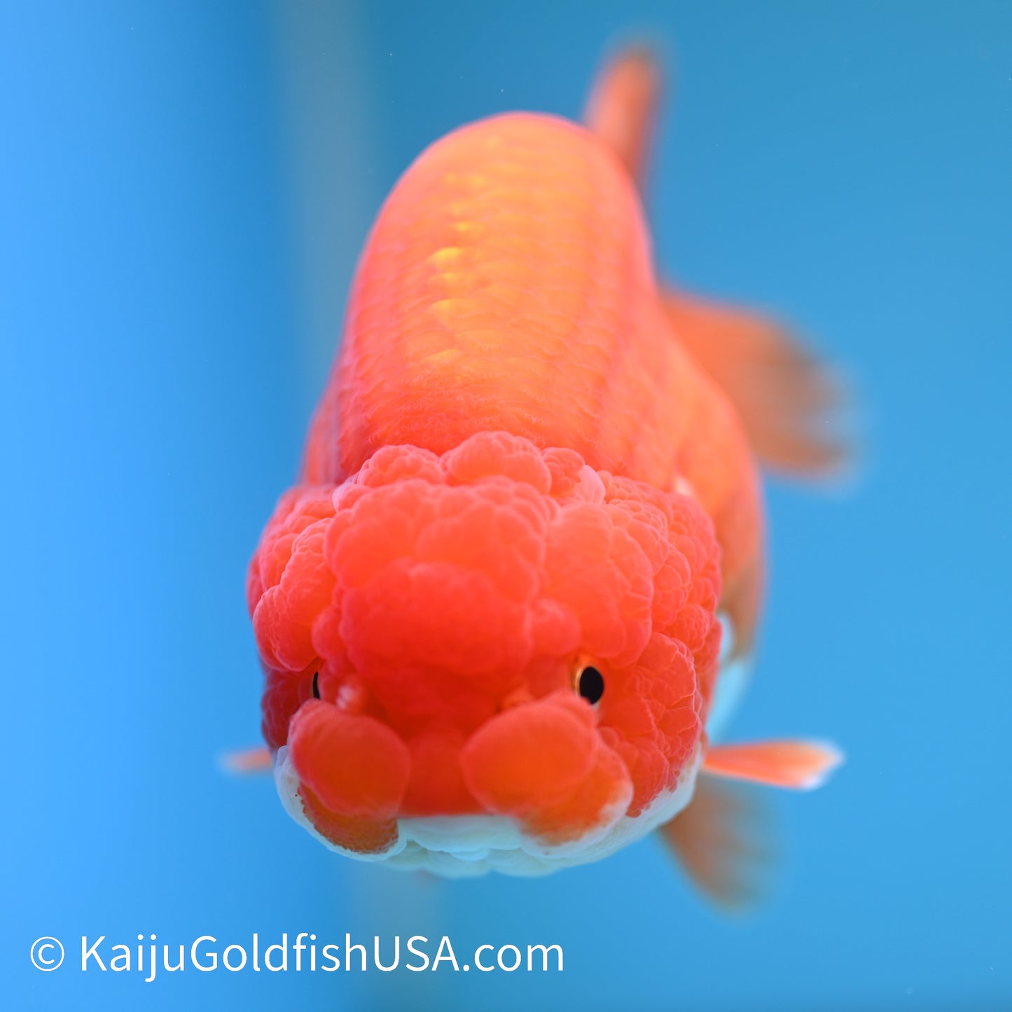 Red White Lionchu 5.5 inches(240426_RC01) - Kaiju Goldfish USA