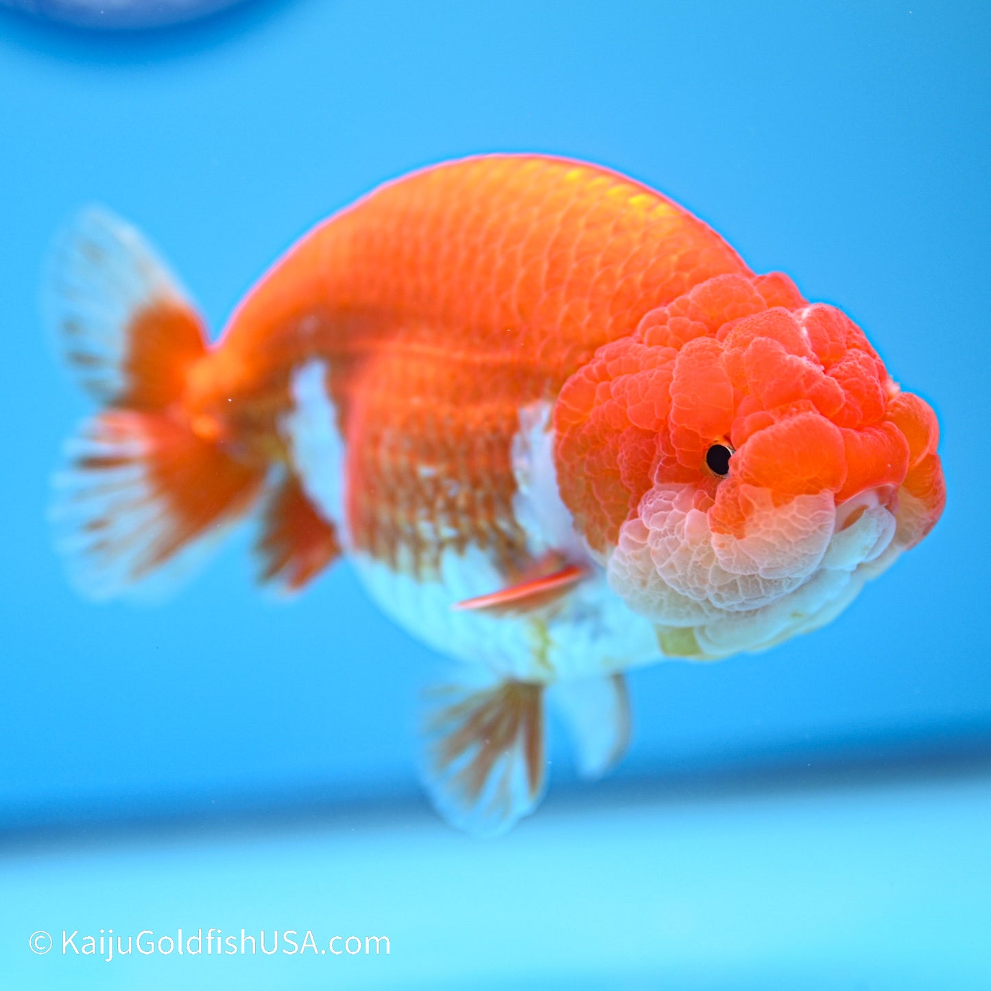 Red White Buffalo Ranchu 4.5in body (240524_RC01) - Kaiju Goldfish USA