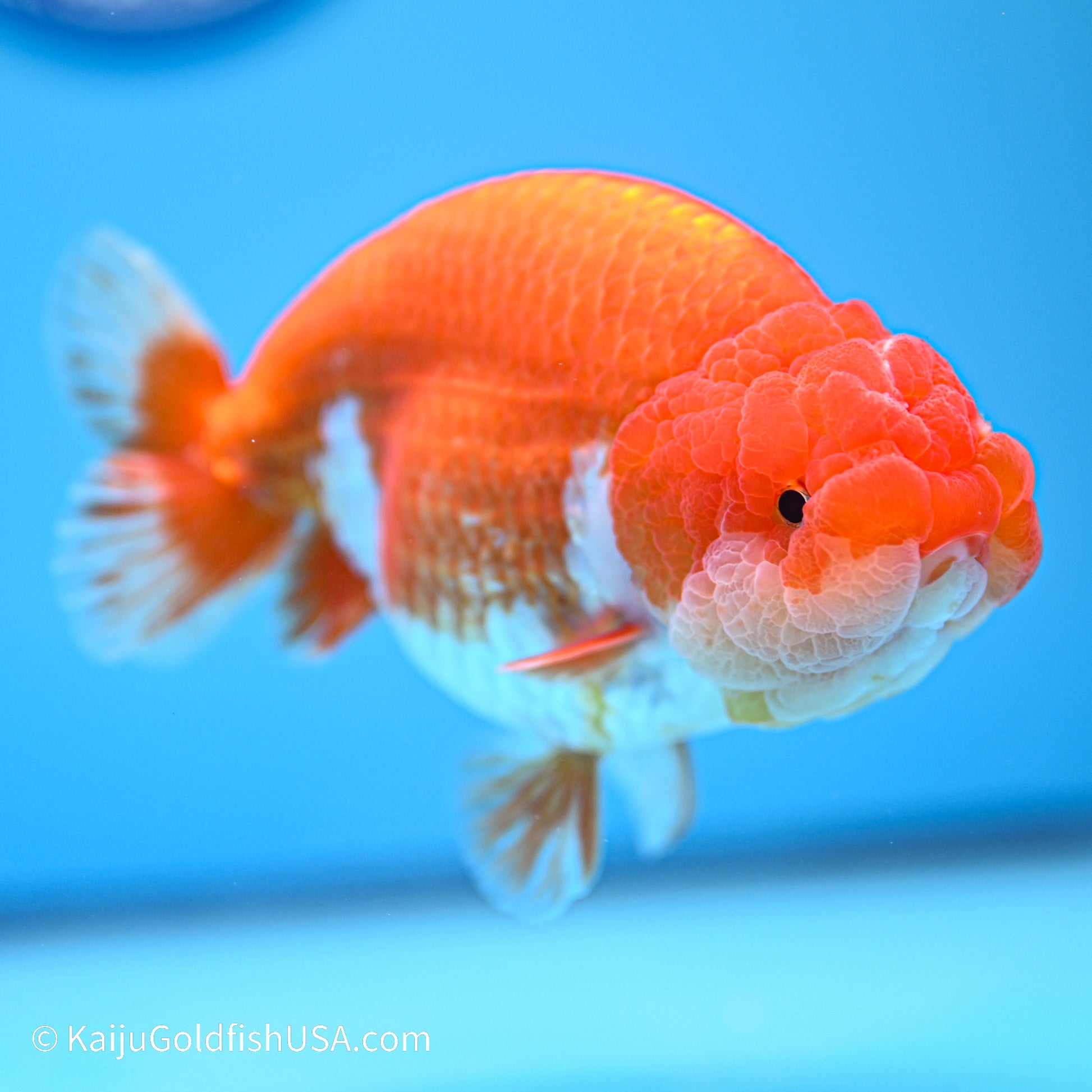 Red White Buffalo Ranchu 4.5in body (240524_RC01) - Kaiju Goldfish USA