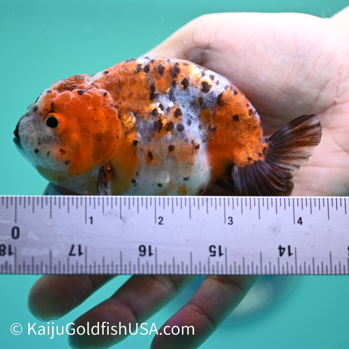 Calico Ranchu 4-4.5 inches (240329_RC01) - Kaiju Goldfish USA