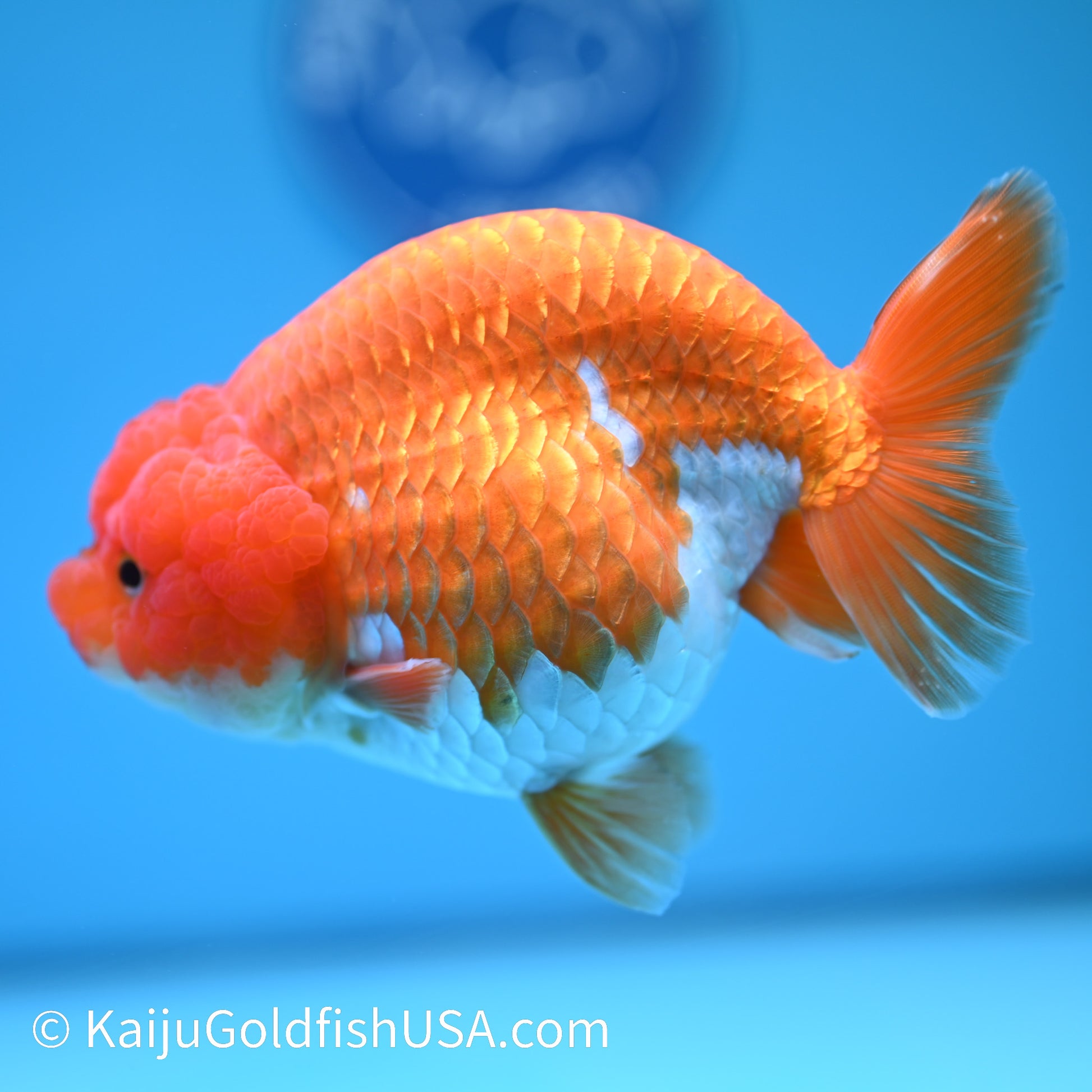 Red White Lionchu 5.5 inches(240426_RC01) - Kaiju Goldfish USA