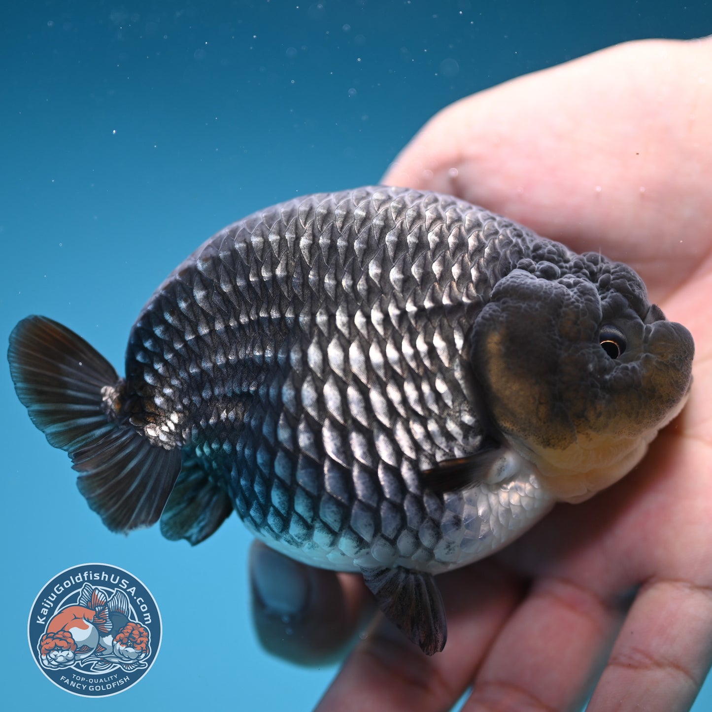 AAA Grade - Full Platinum/Sapphire Ranchu 3.75 inch Body (250822_RC01)