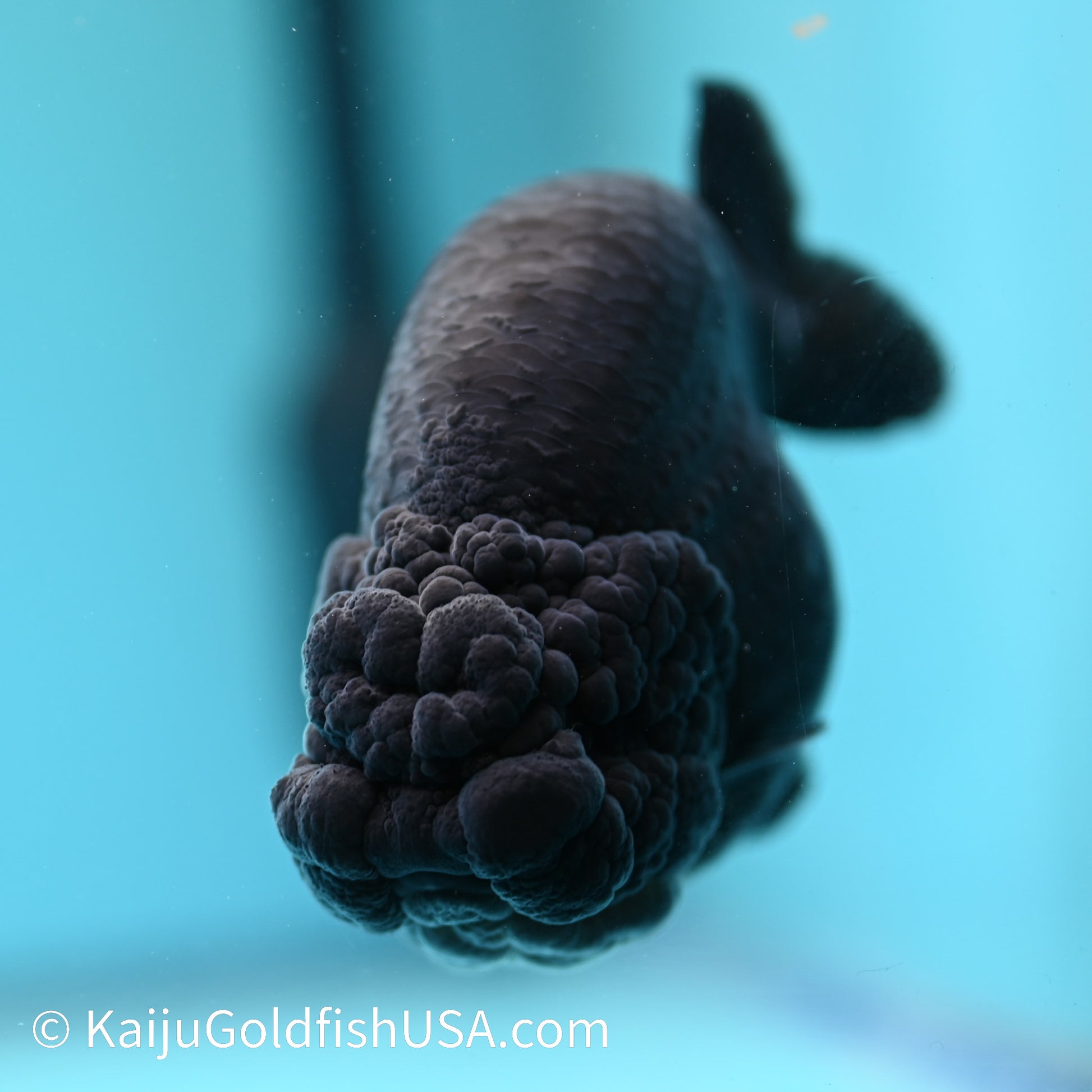 Jet Black Ranchu 4 inches(240510_RC01) - Kaiju Goldfish USA