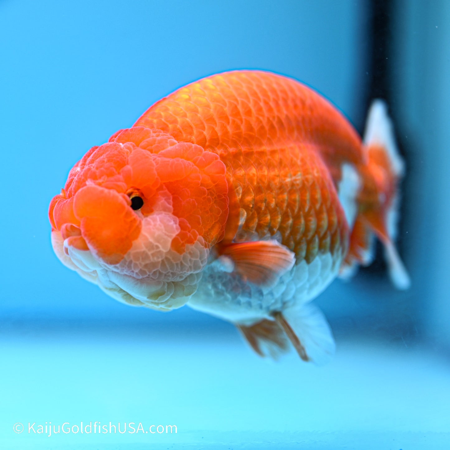 Red White Buffalo Ranchu 4.5in body (240524_RC01) - Kaiju Goldfish USA