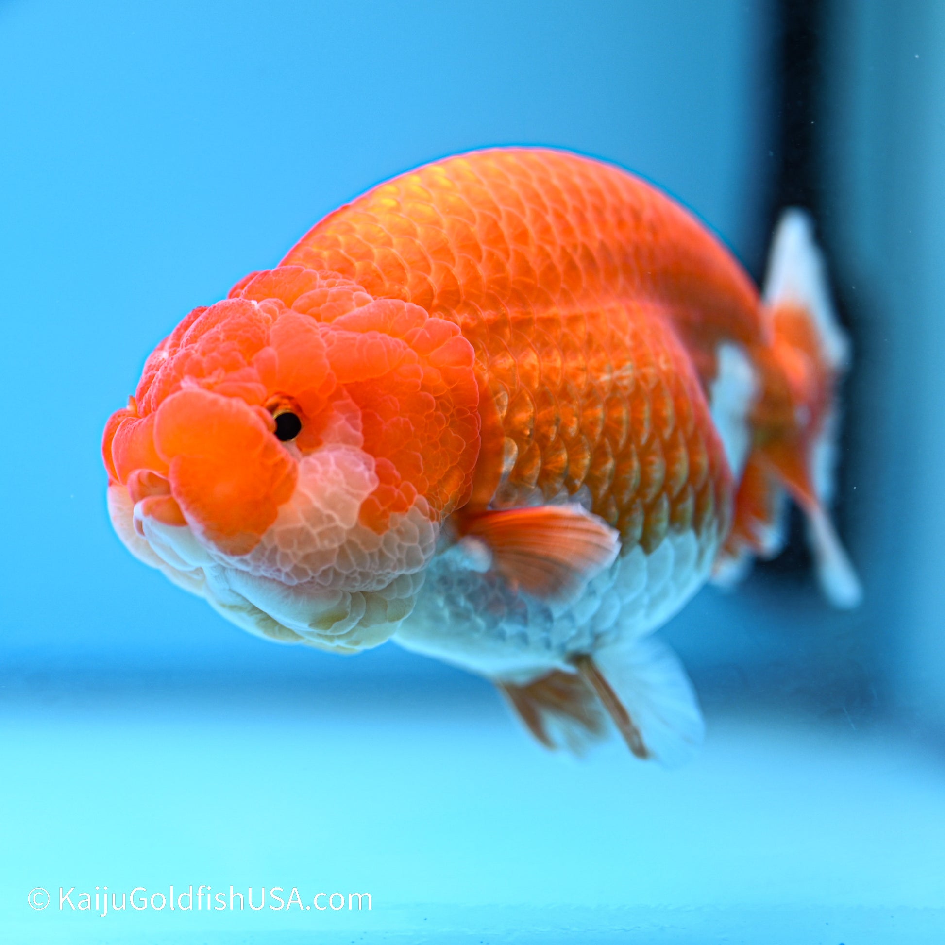 Red White Buffalo Ranchu 4.5in body (240524_RC01) - Kaiju Goldfish USA