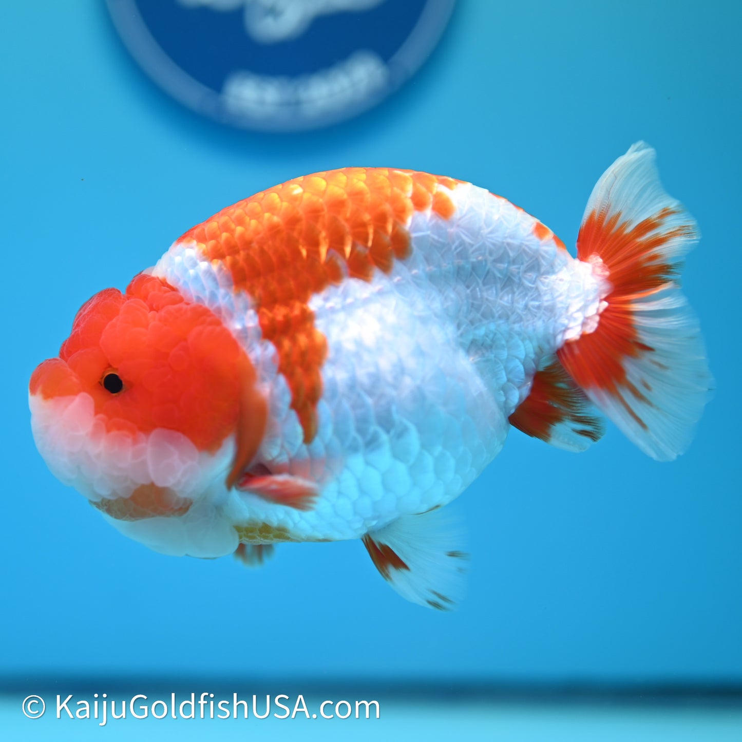 Red White Lionchu 4.5in body (240607_RC01) - Kaiju Goldfish USA