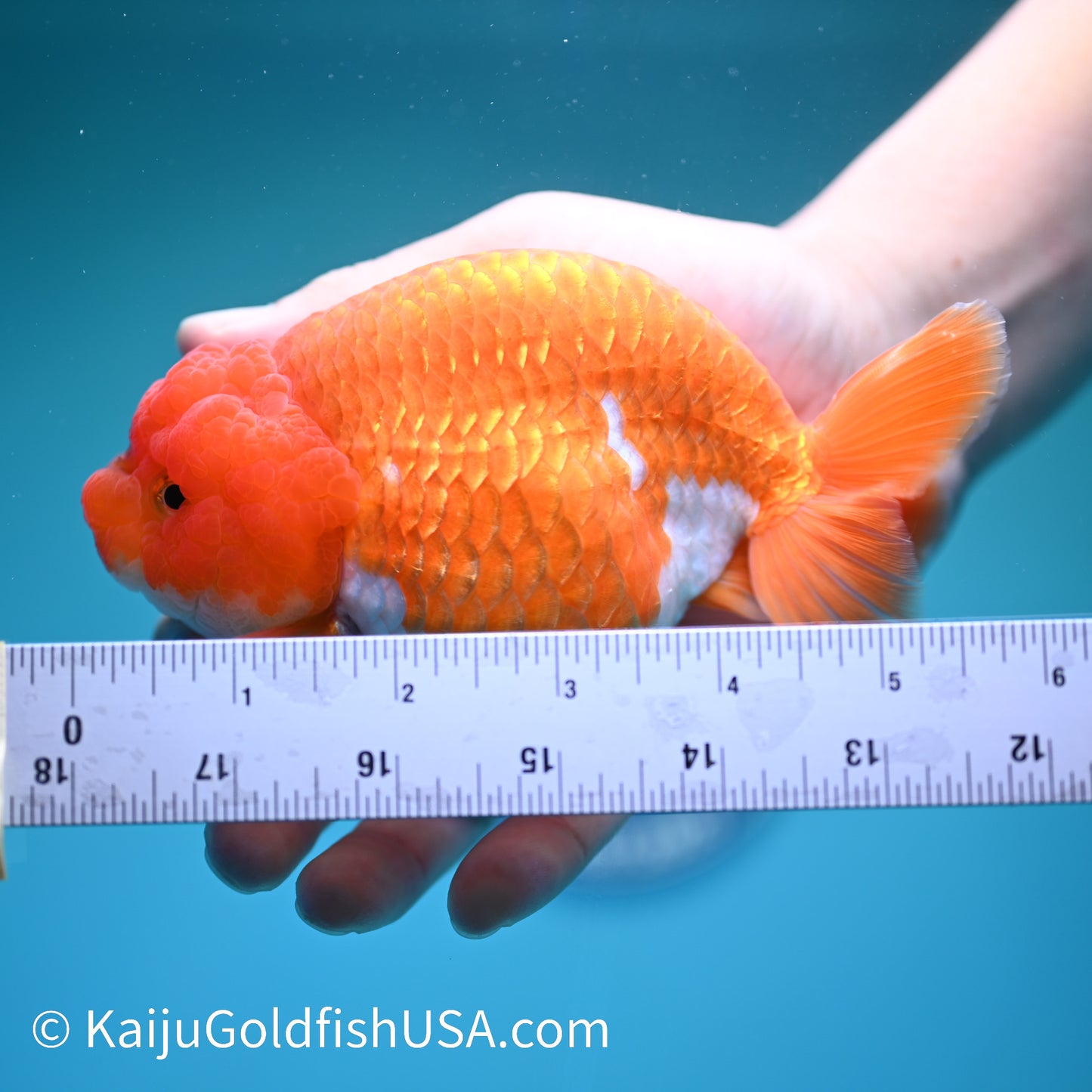 Red White Lionchu 5.5 inches(240426_RC01) - Kaiju Goldfish USA