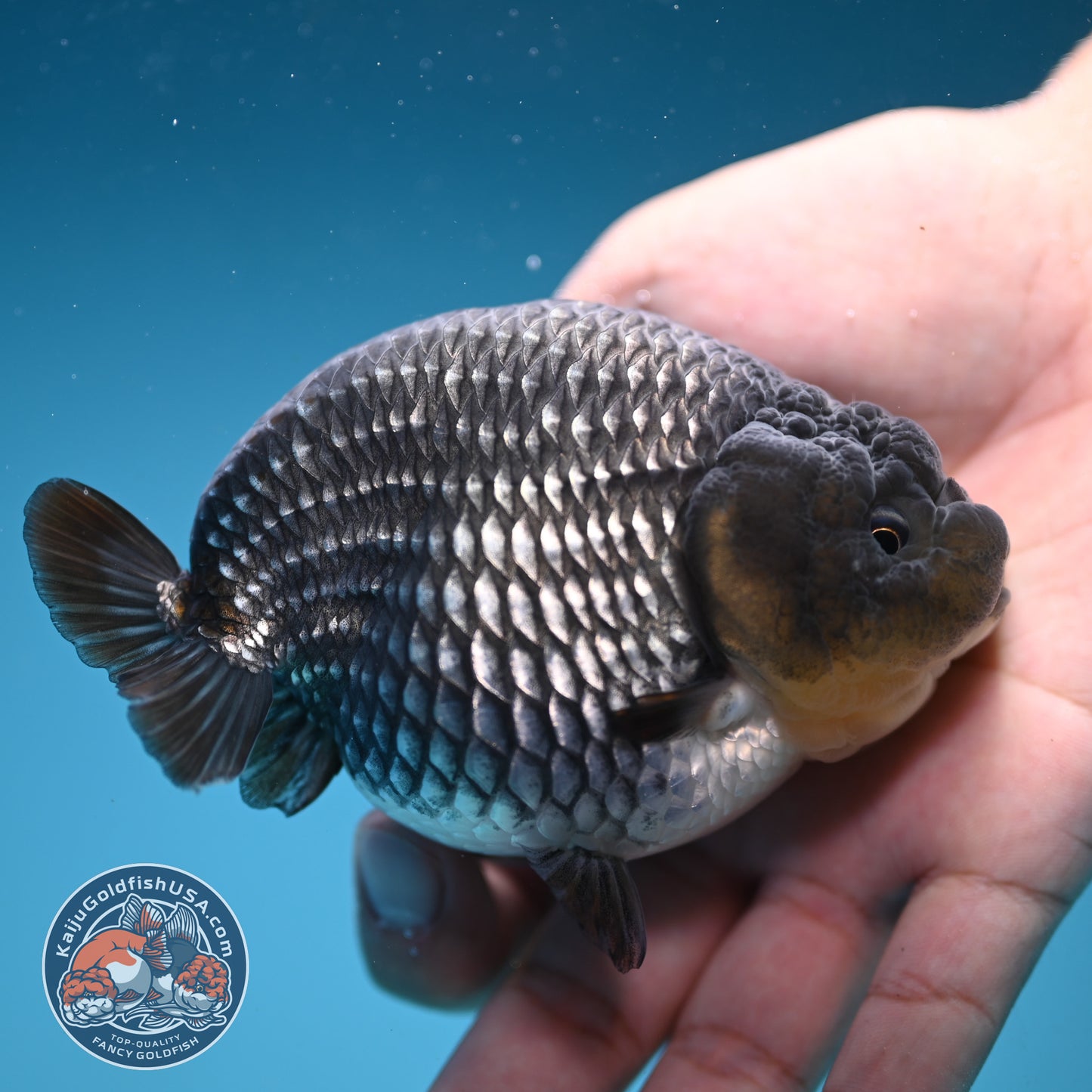AAA Grade - Full Platinum/Sapphire Ranchu 3.75 inch Body (250822_RC01)
