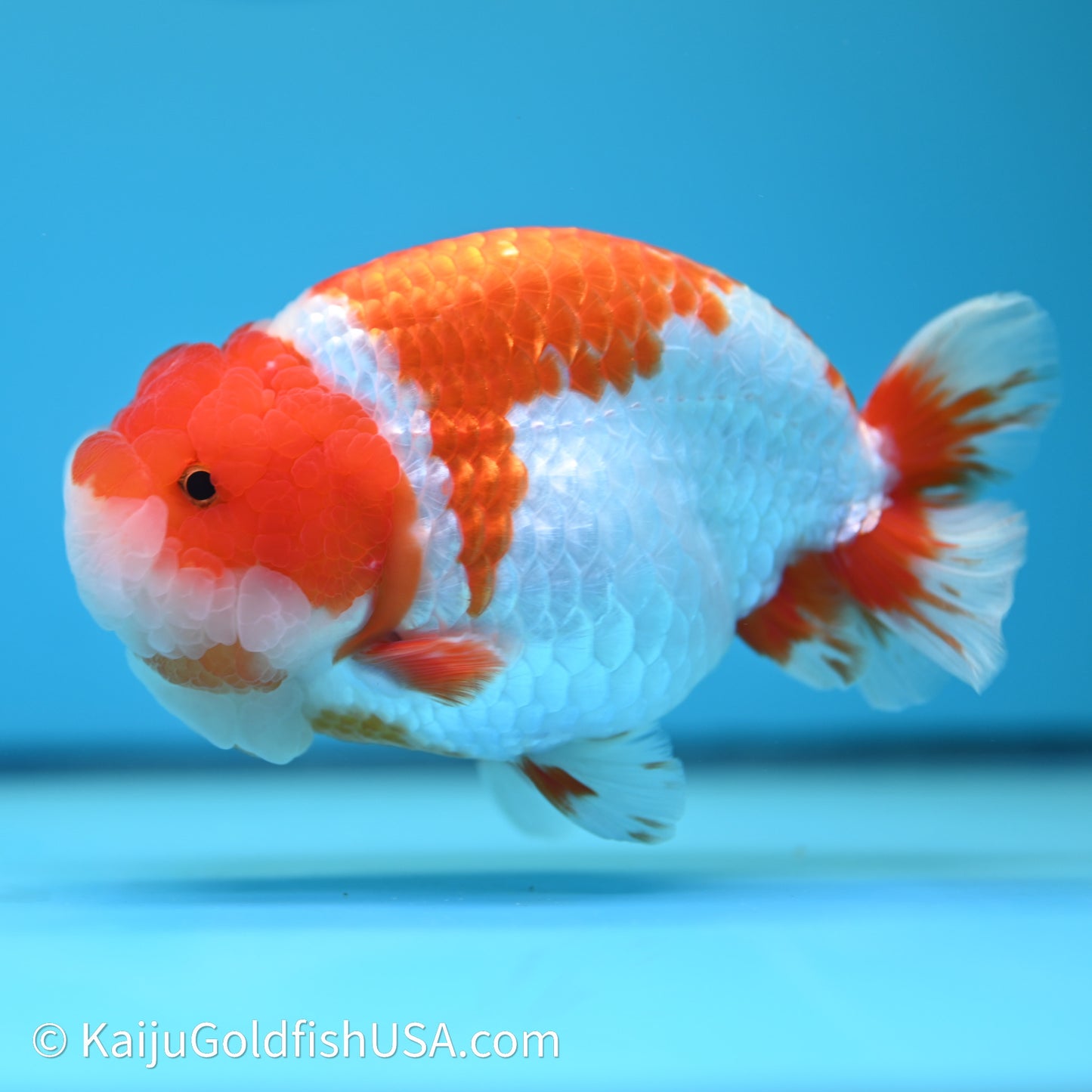 Red White Lionchu 4.5in body (240607_RC01) - Kaiju Goldfish USA