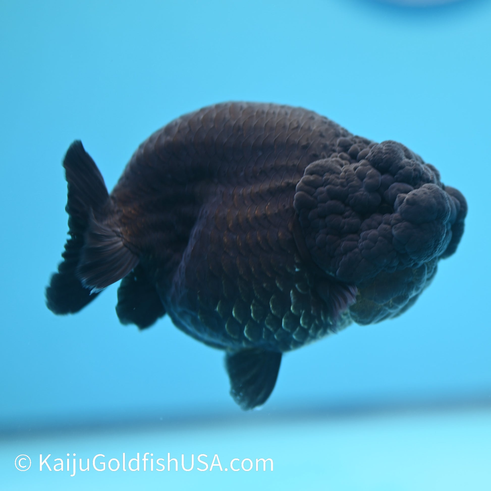 Jet Black Ranchu 4 inches(240510_RC01) - Kaiju Goldfish USA