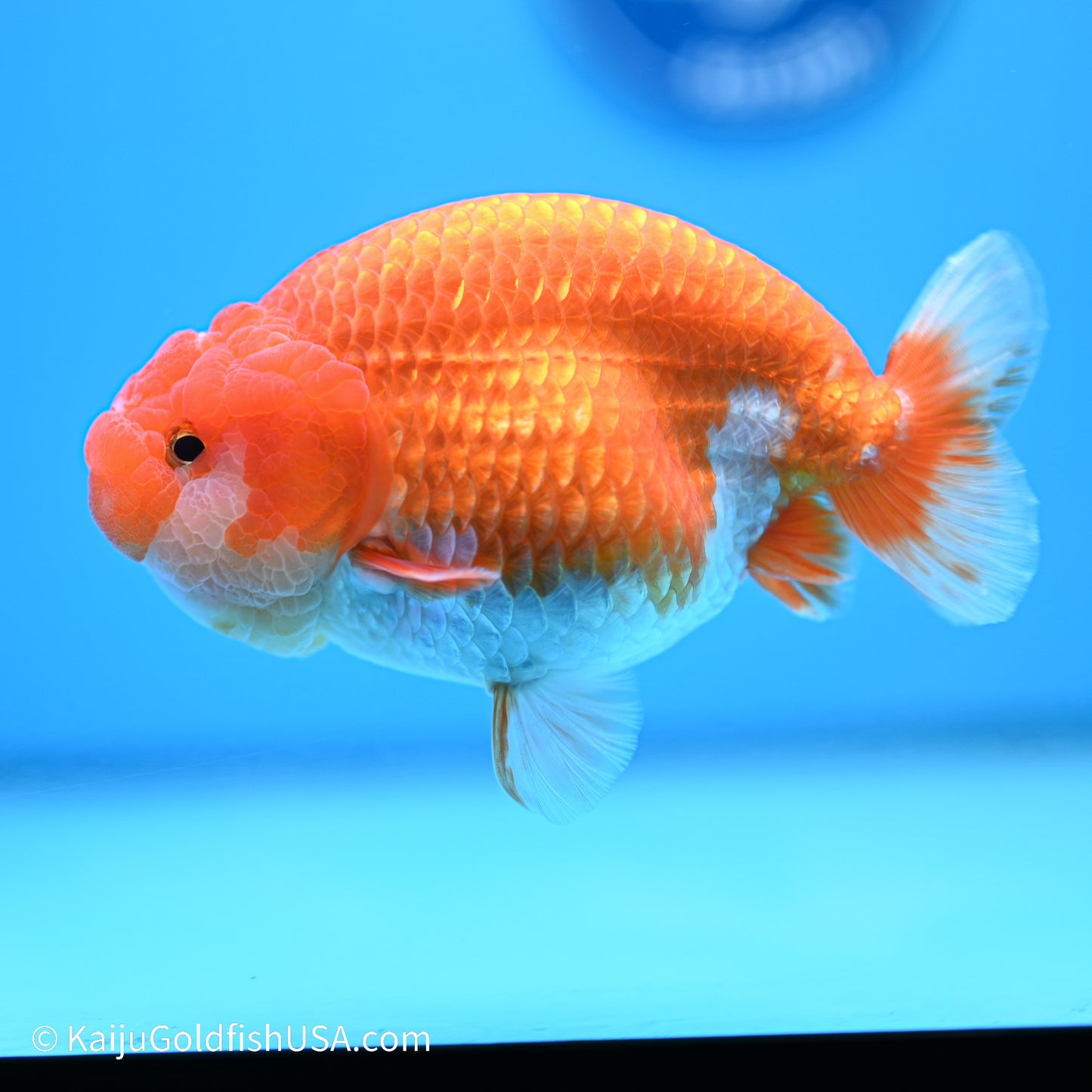 Red White Buffalo Ranchu 4.5in body (240524_RC01) - Kaiju Goldfish USA