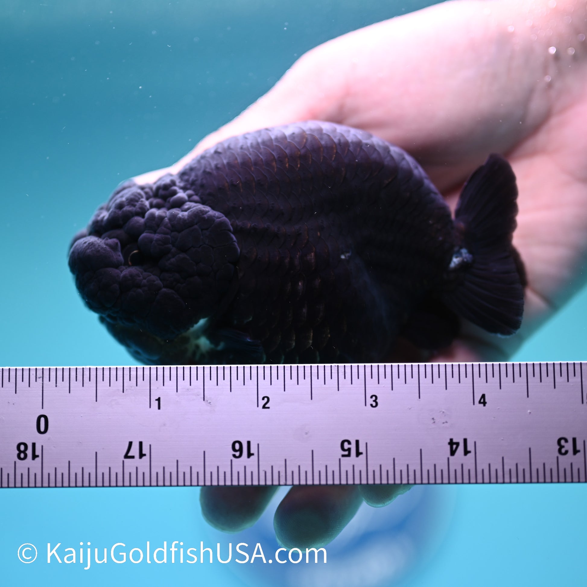 Jet Black Ranchu 4 inches(240510_RC01) - Kaiju Goldfish USA