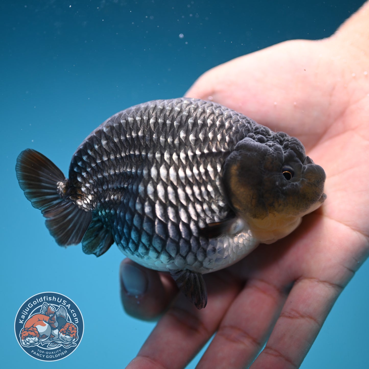 AAA Grade - Full Platinum/Sapphire Ranchu 3.75 inch Body (250822_RC01)